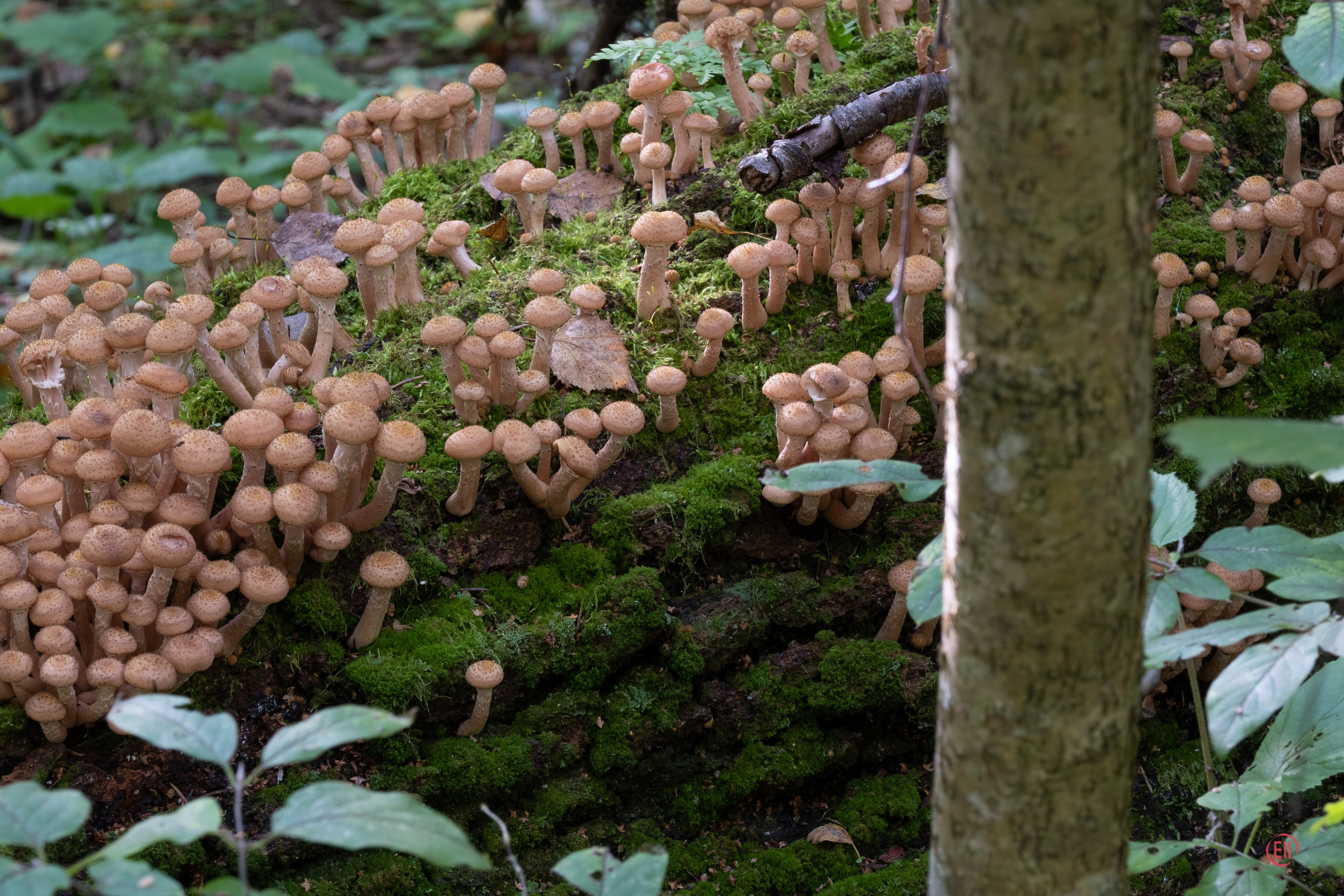 За грибами 13.09.2023. Фотограф в Москве