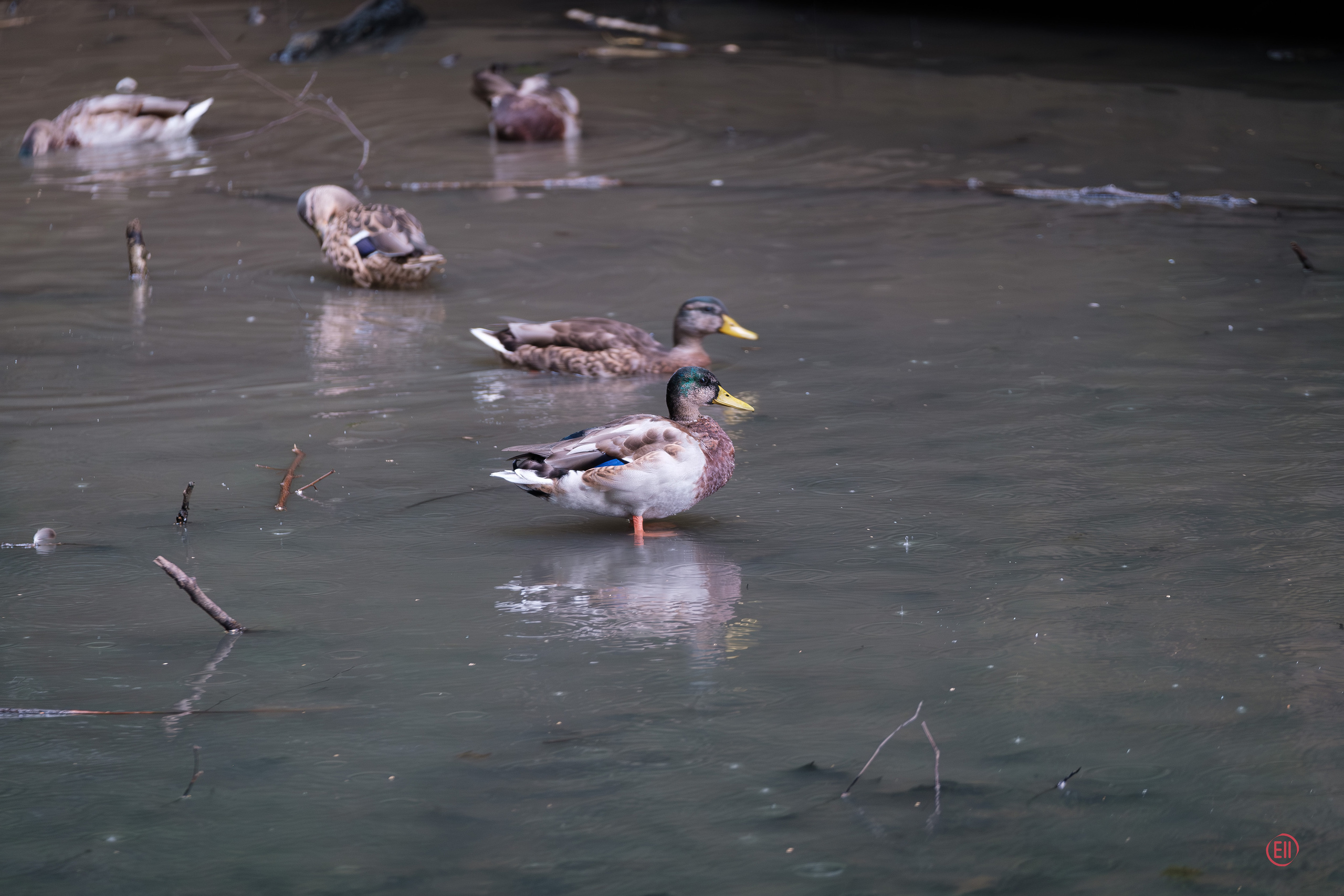 Парк Тропарёво 26.08.2023. Фотограф в Москве