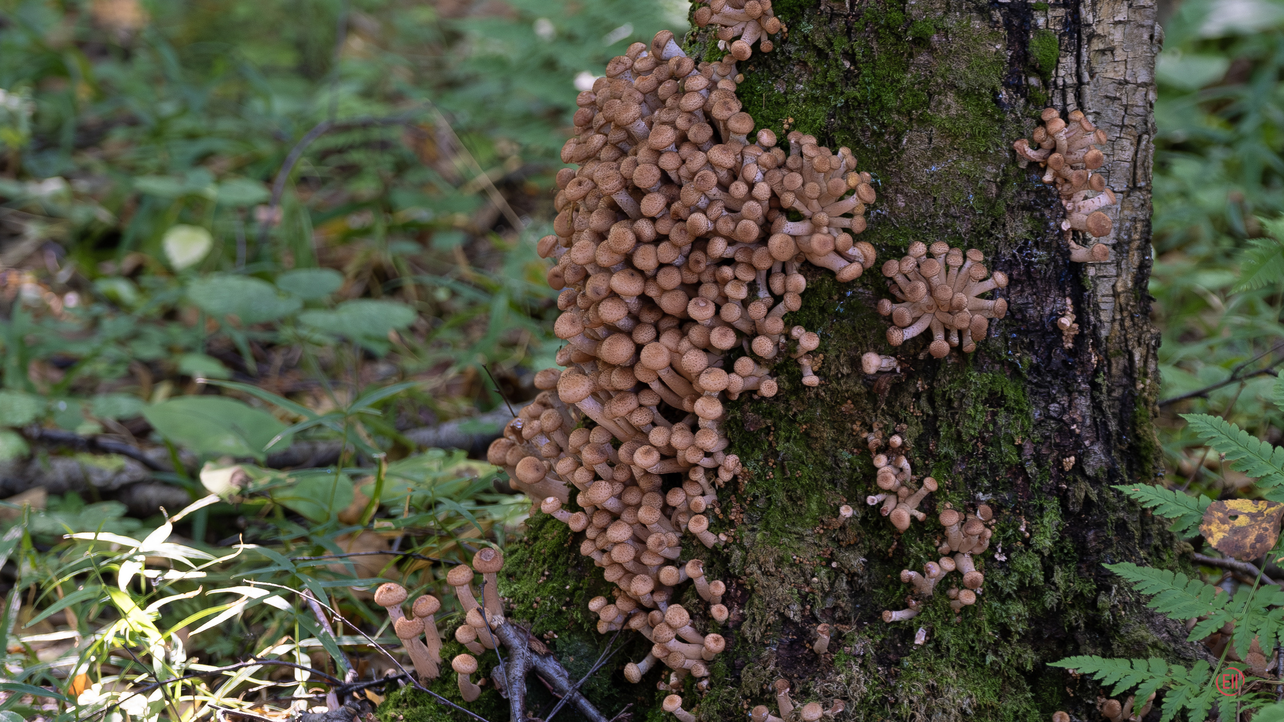 За грибами 13.09.2023. Фотограф в Москве