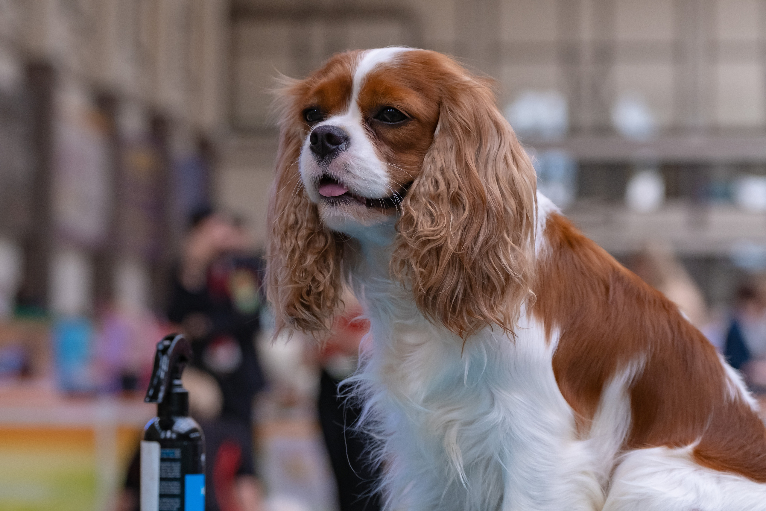 Мазовер 13.06.2021. Фотограф в Москве
