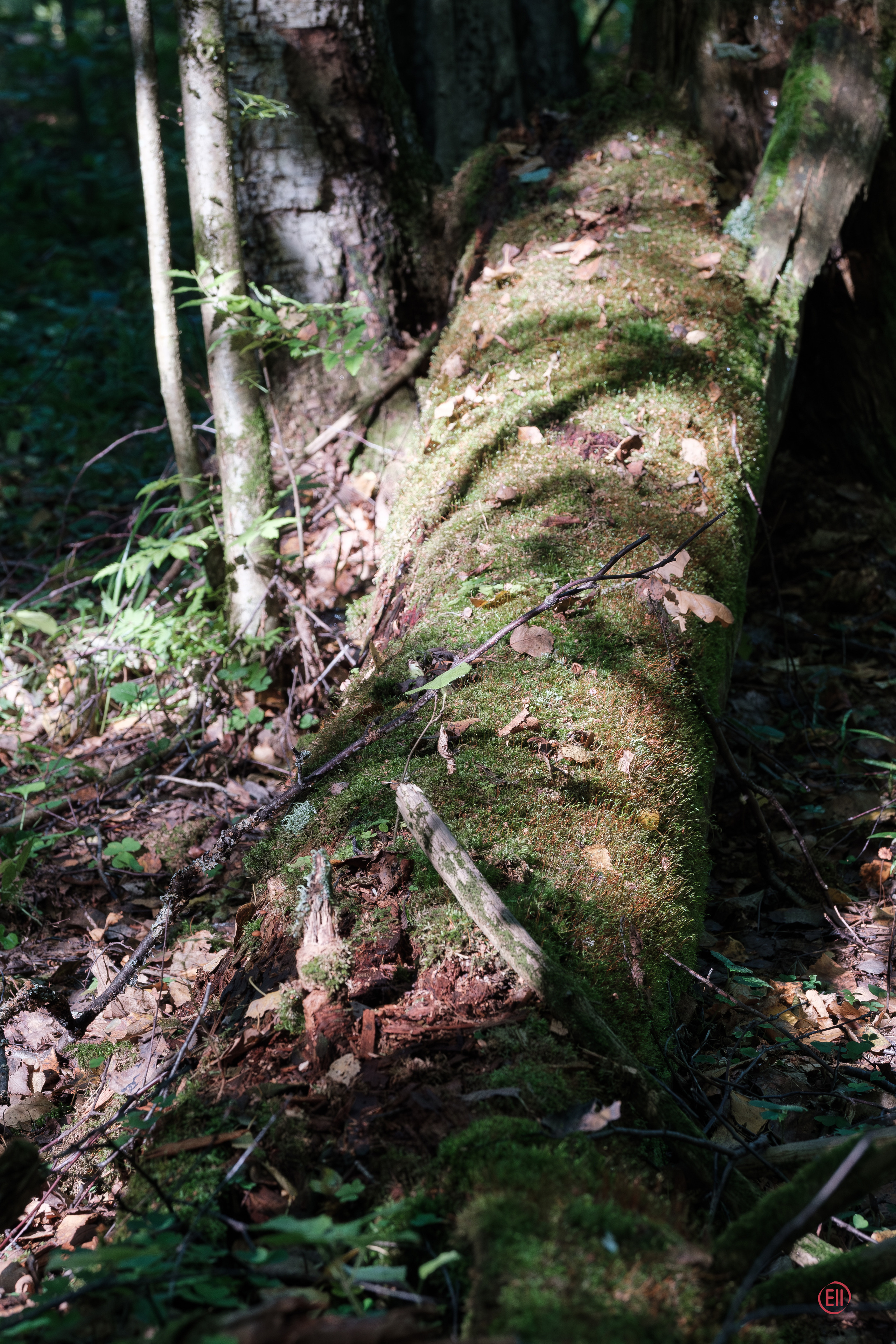 За грибами 13.09.2023. Фотограф в Москве