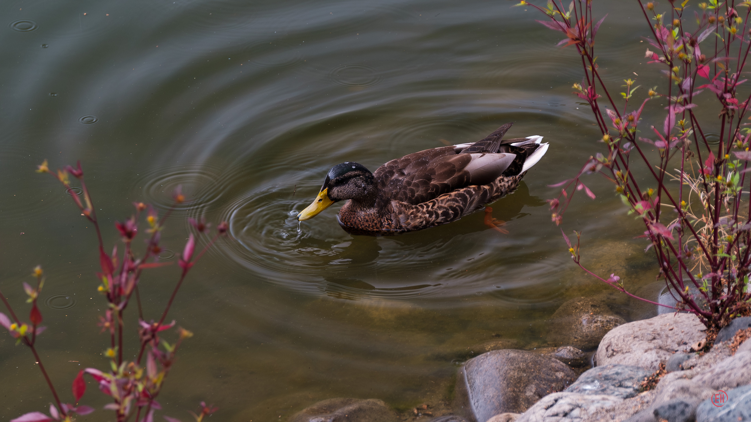 Парк Тропарёво 26.08.2023. Фотограф в Москве