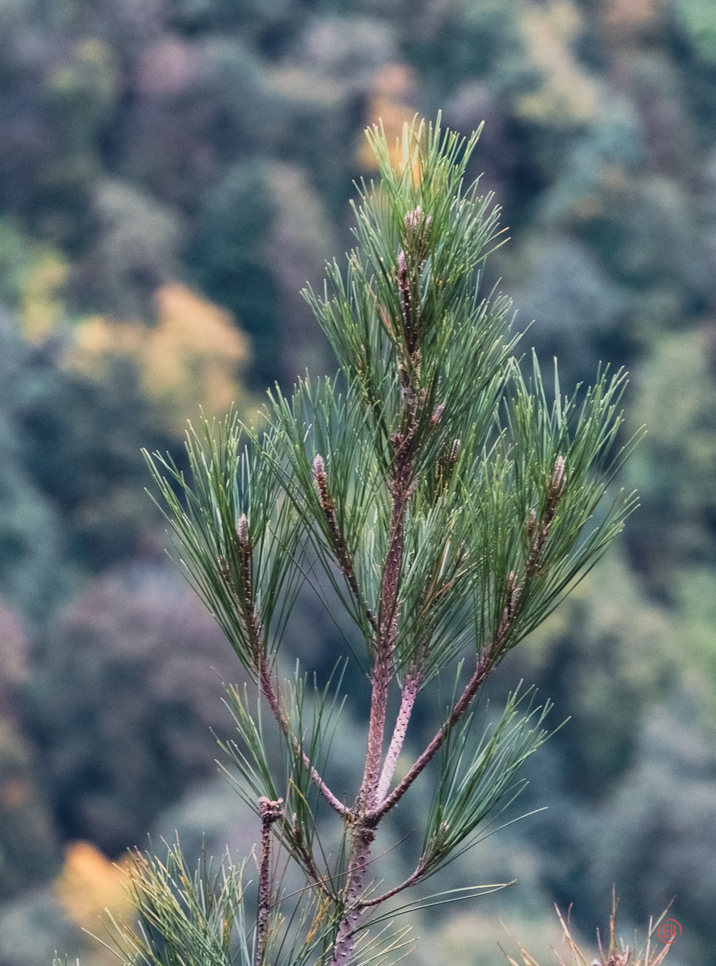 Сочи. Орлиные скалы. 30.10.2022. Фотограф в Москве
