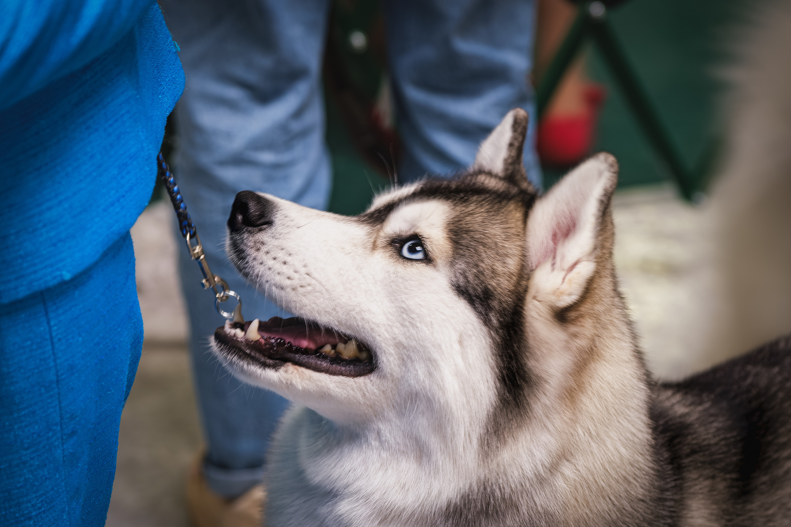 Крокус Экспо 30.09.2023. Фотограф в Москве