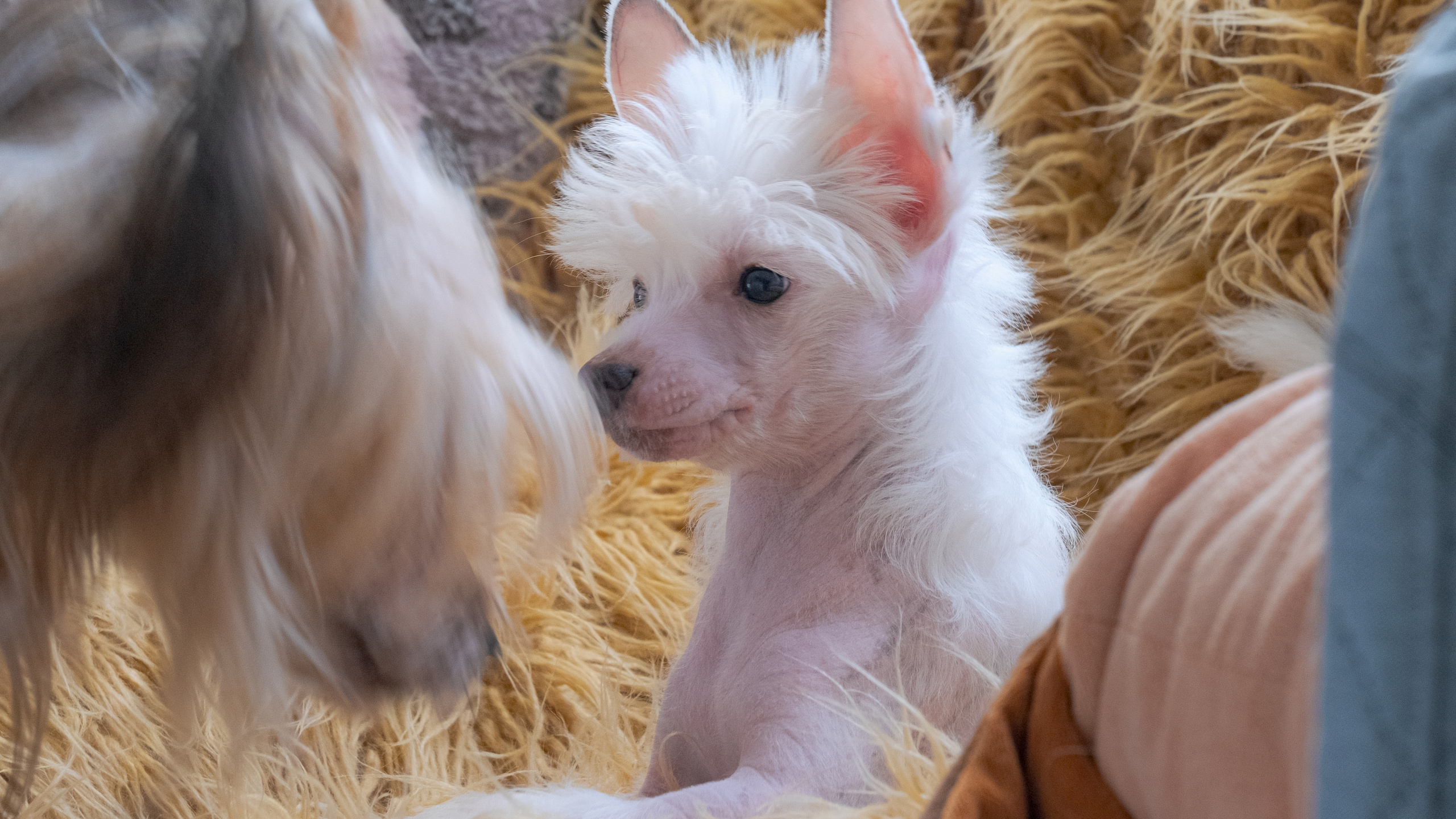 Шоу Галактика 17.01.2021. Фотограф в Москве