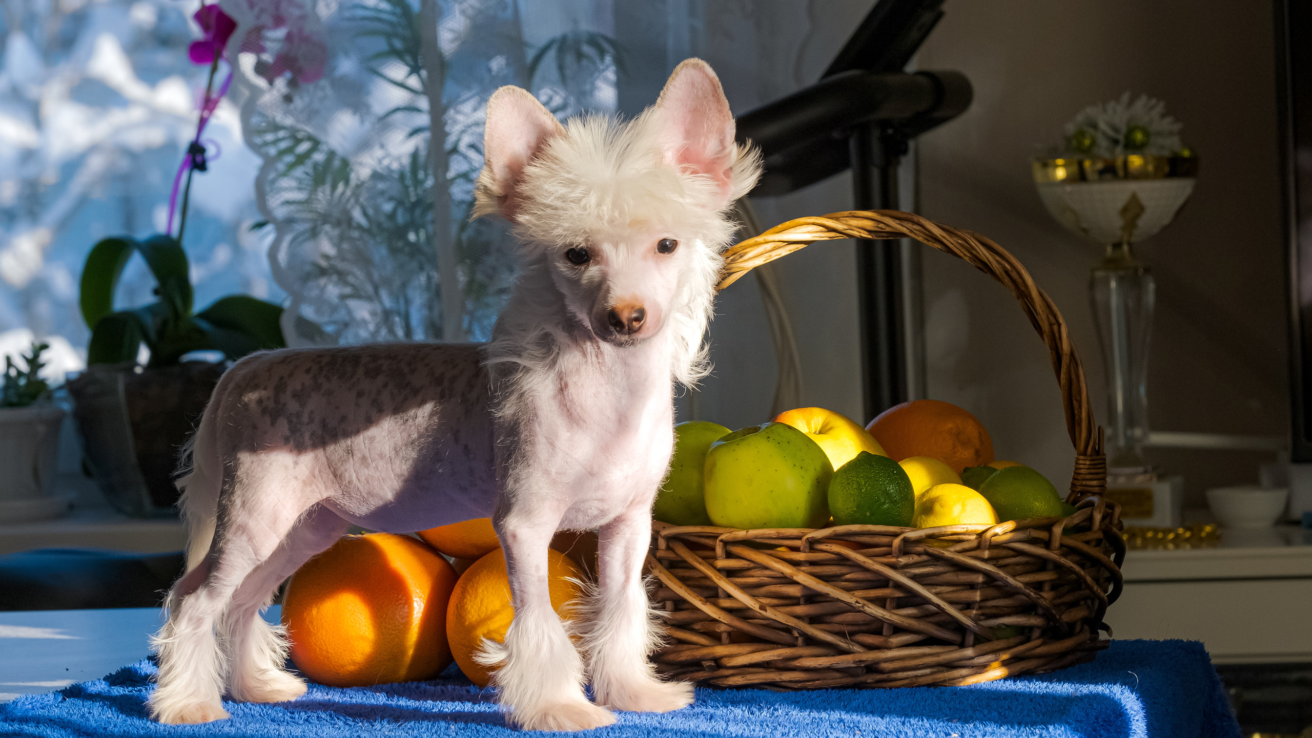 Шоу Галактика 17.01.2021. Фотограф в Москве