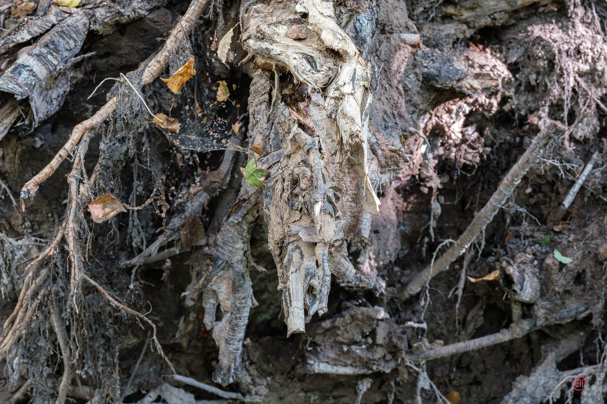 За грибами 13.09.2023. Фотограф в Москве