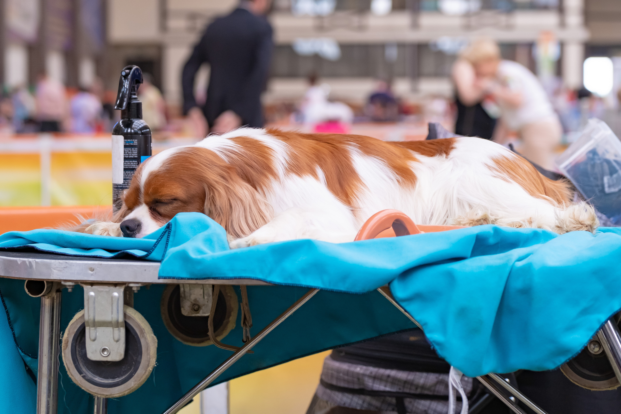 Мазовер 13.06.2021. Фотограф в Москве