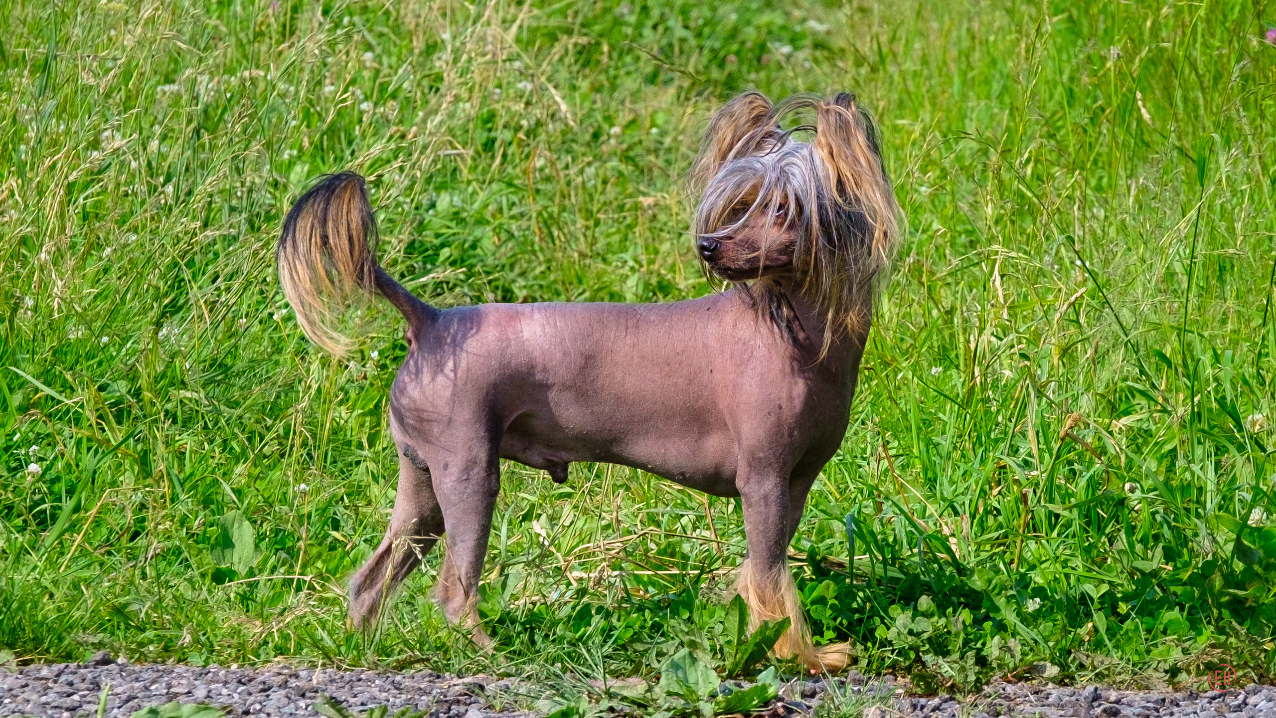 Poale Ell 24.06.2020. Фотограф в Москве