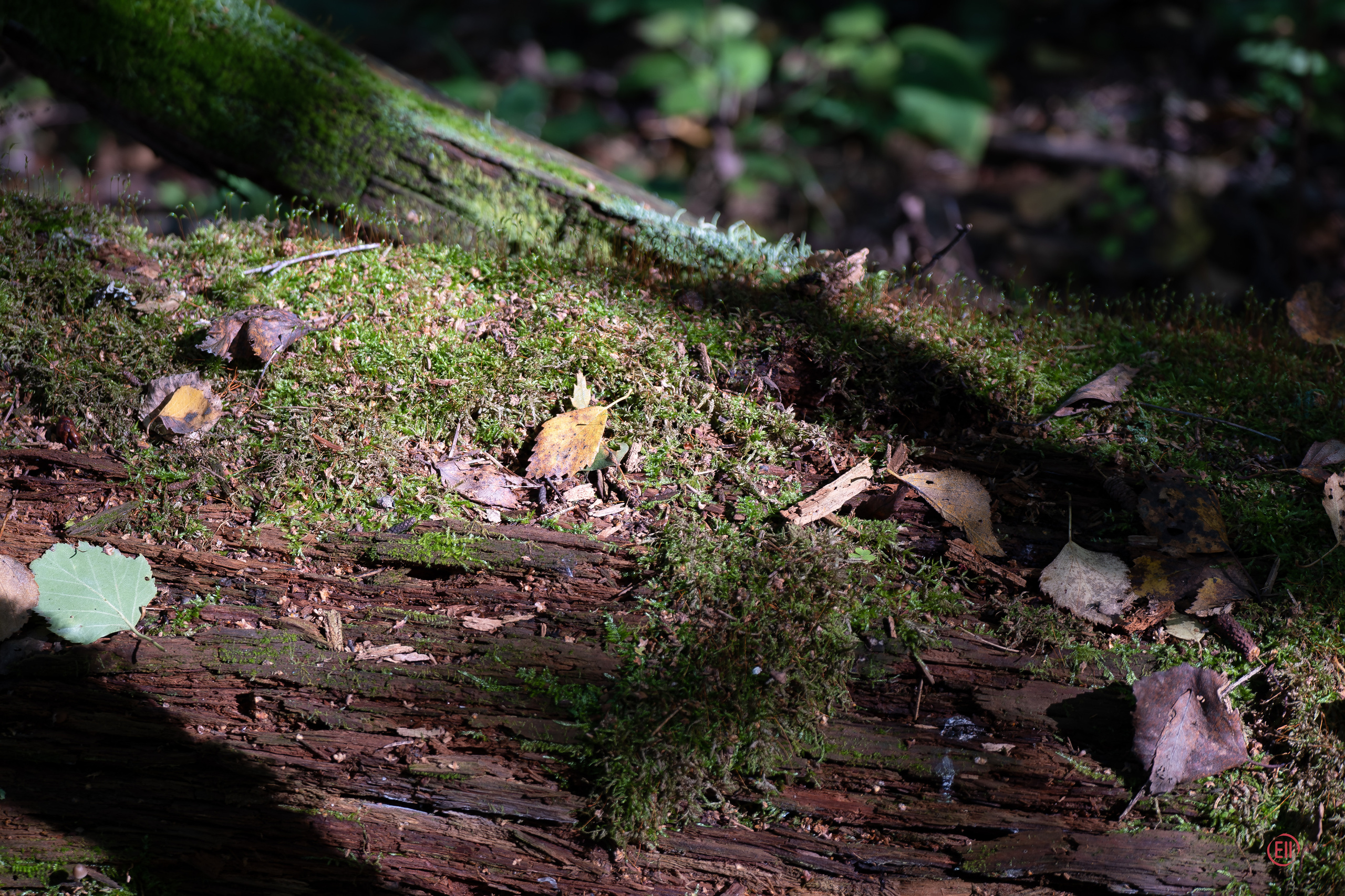 За грибами 13.09.2023. Фотограф в Москве