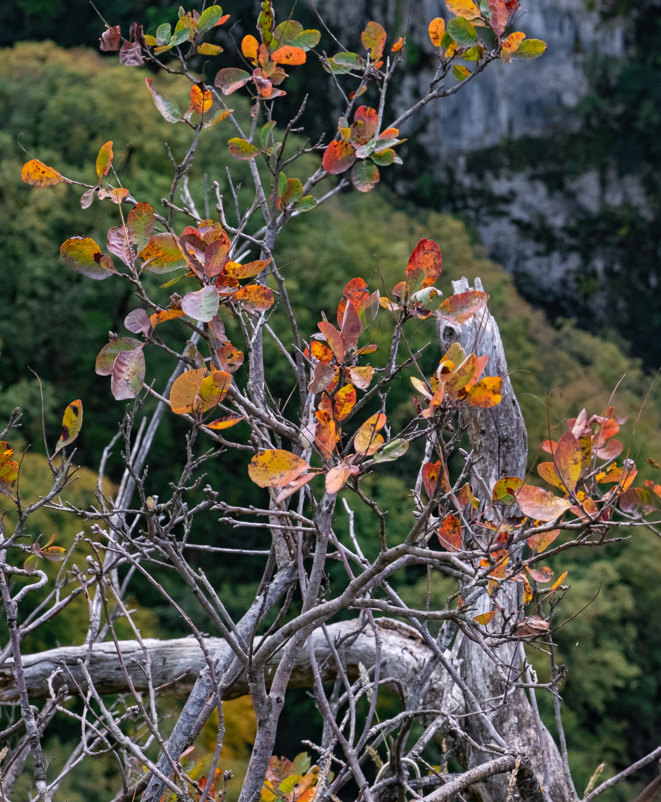Сочи. Орлиные скалы. 30.10.2022. Фотограф в Москве