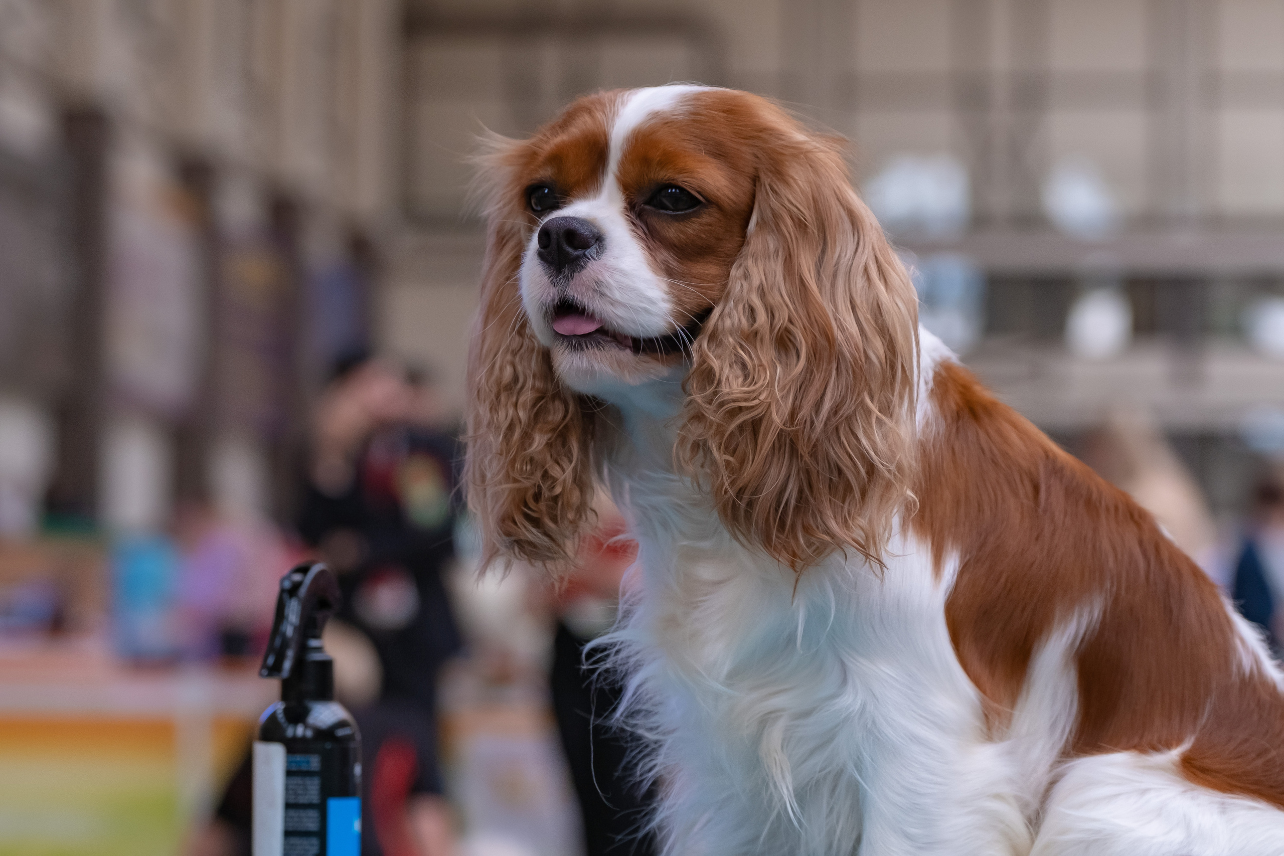 Мазовер 13.06.2021. Фотограф в Москве