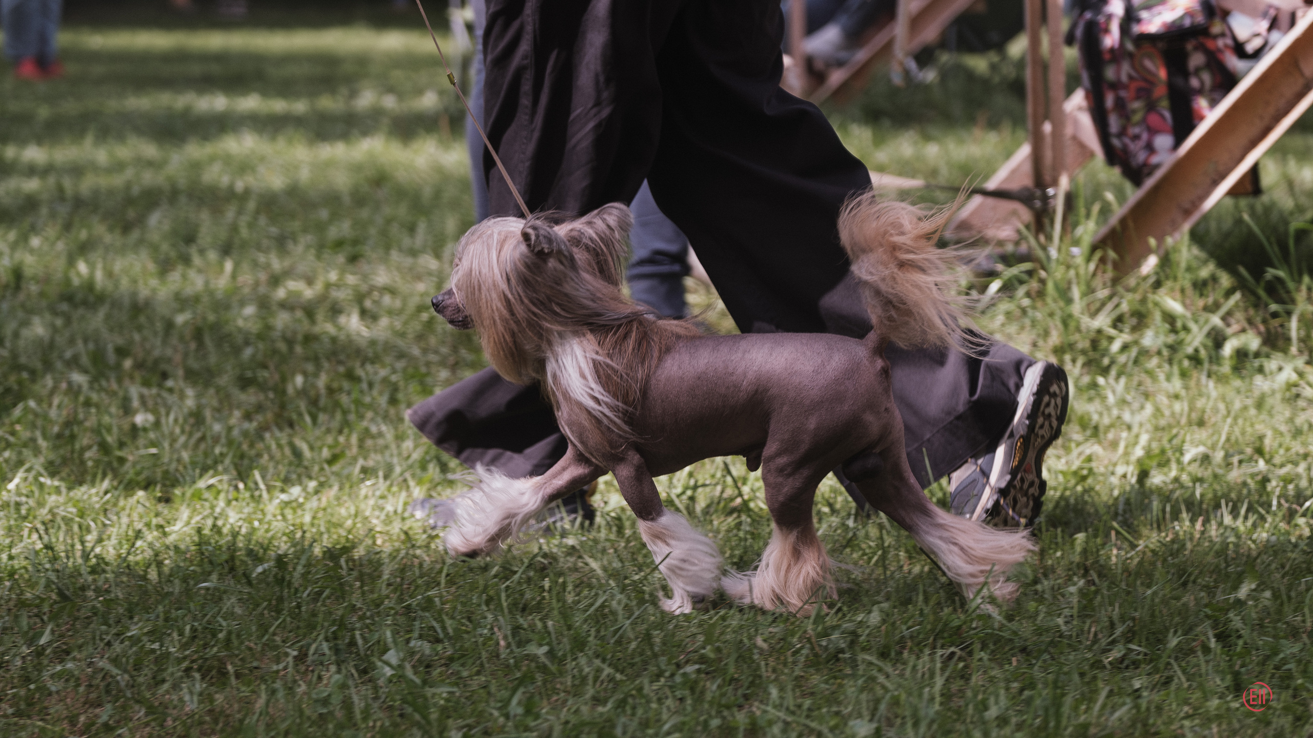 Китайская хохлатая в движении.