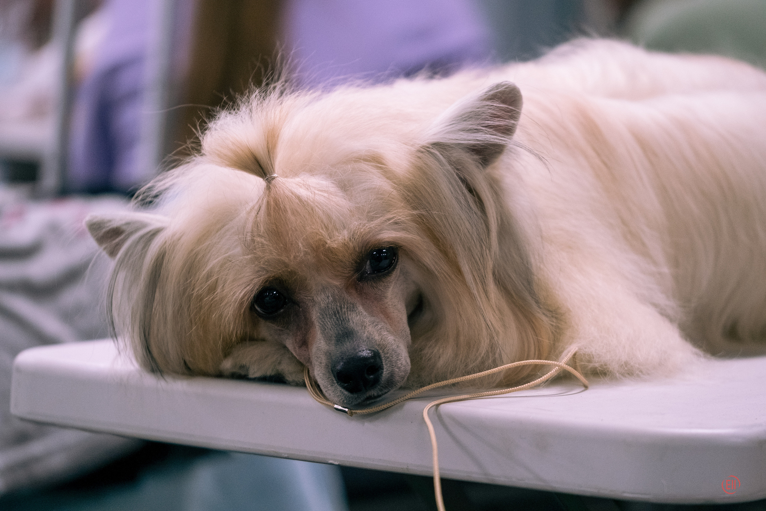 Национальная Выставка Породы 27.05.2023. Фотограф в Москве