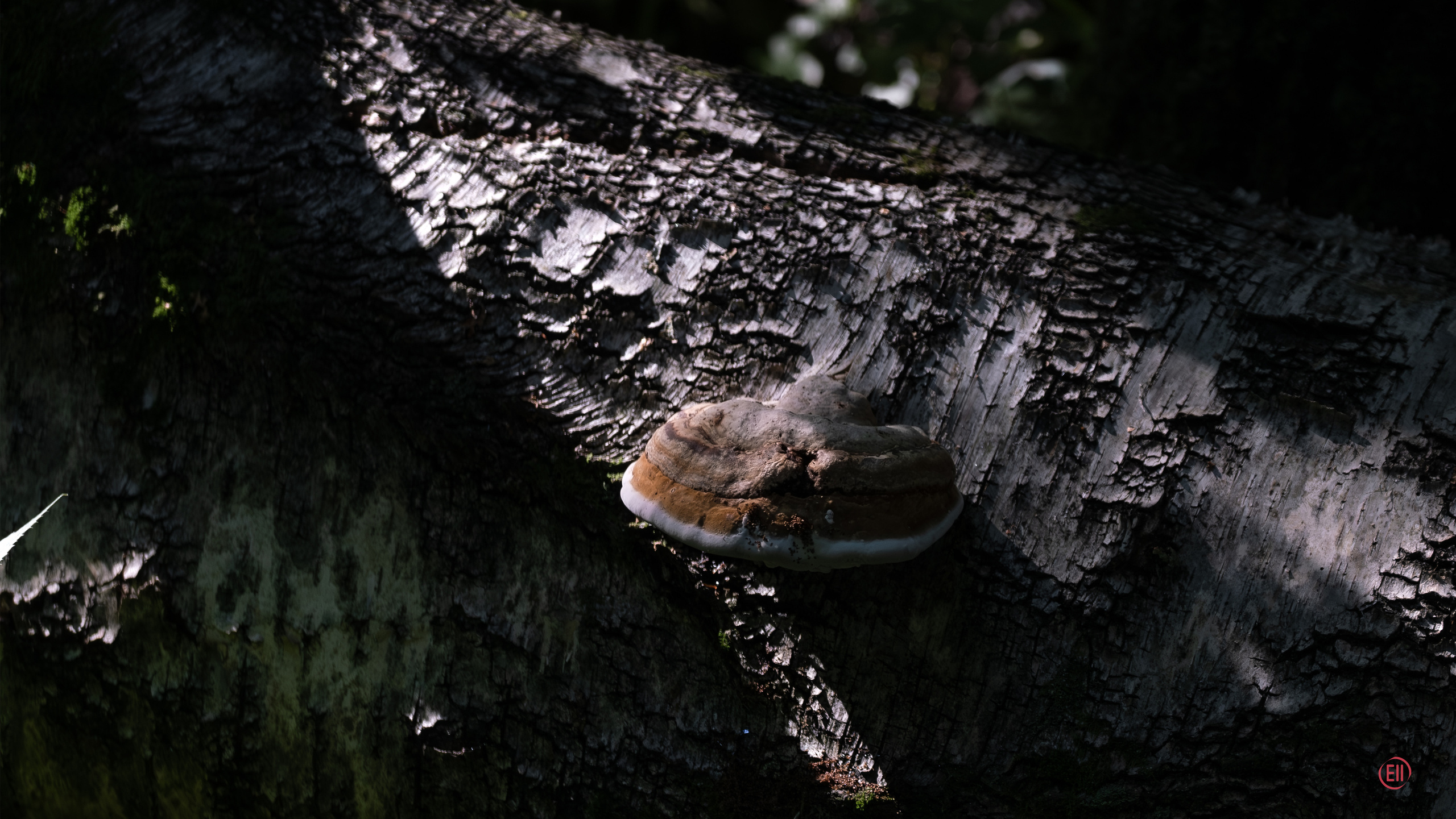 За грибами 13.09.2023. Фотограф в Москве