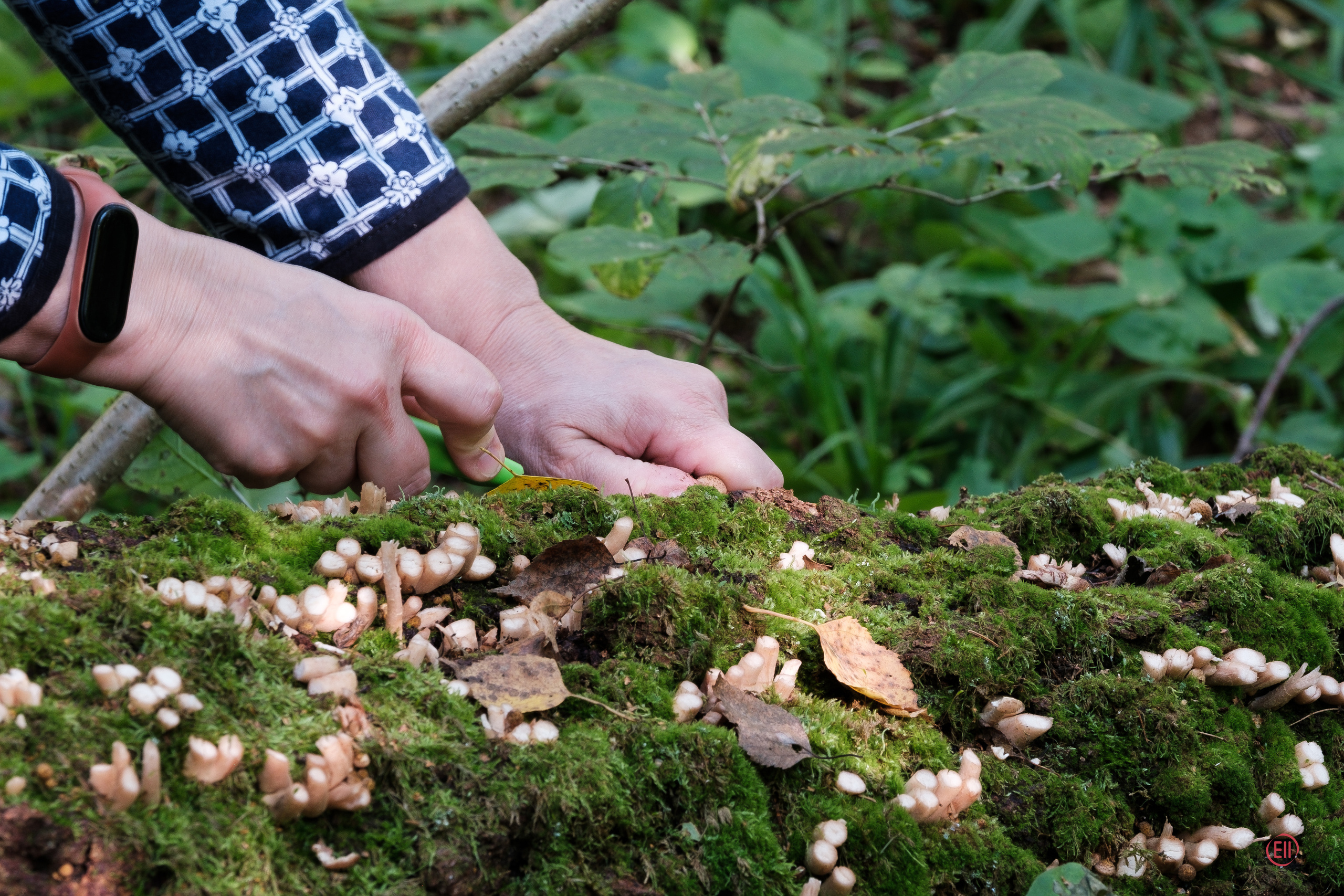 За грибами 13.09.2023. Фотограф в Москве