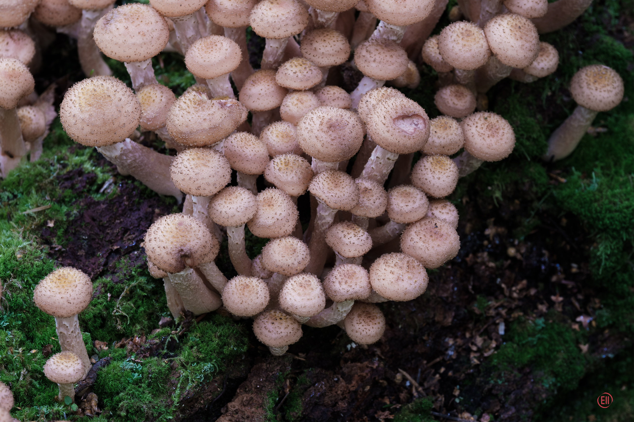 За грибами 13.09.2023. Фотограф в Москве