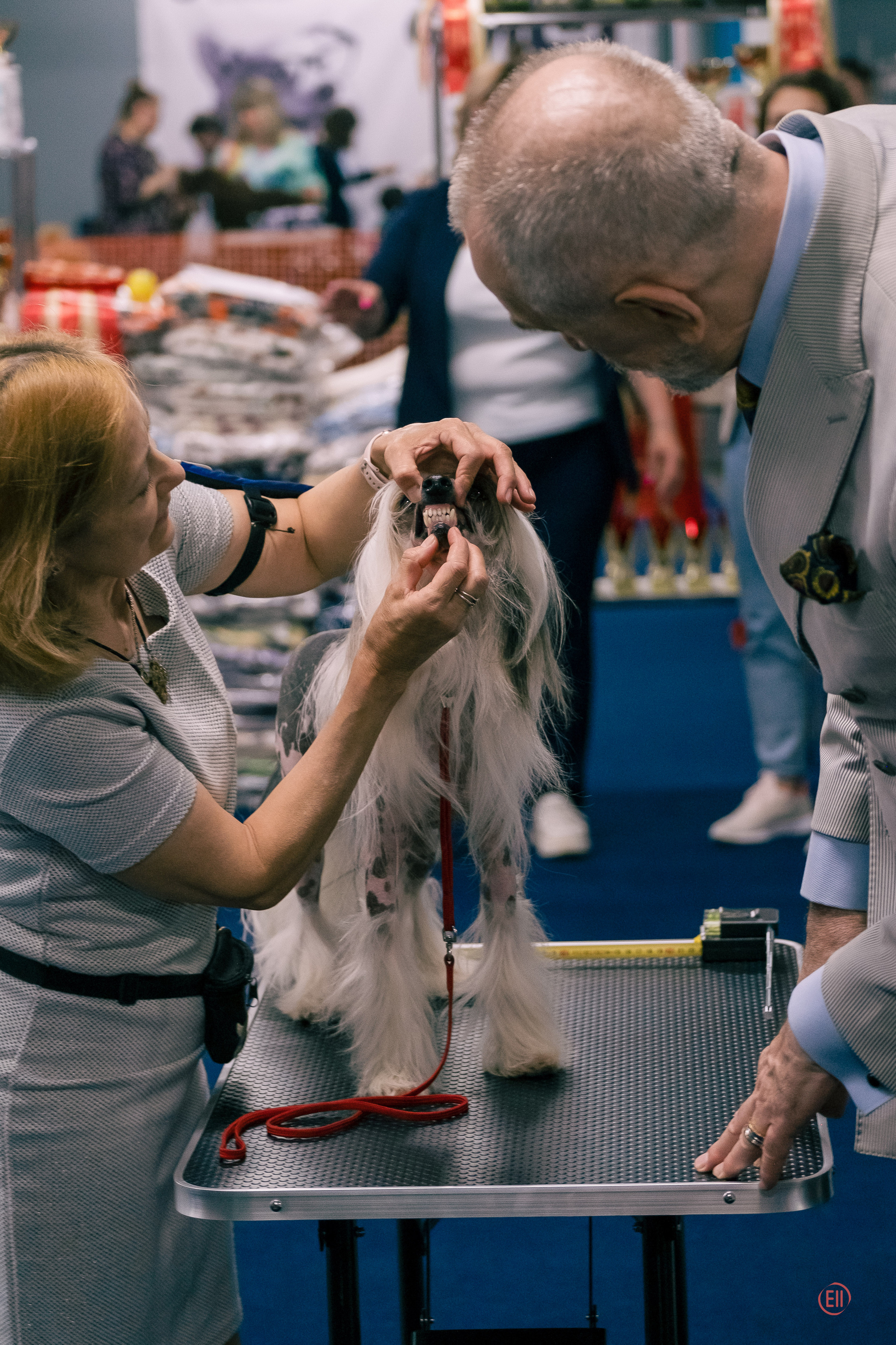 Национальная Выставка Породы 27.05.2023. Фотограф в Москве