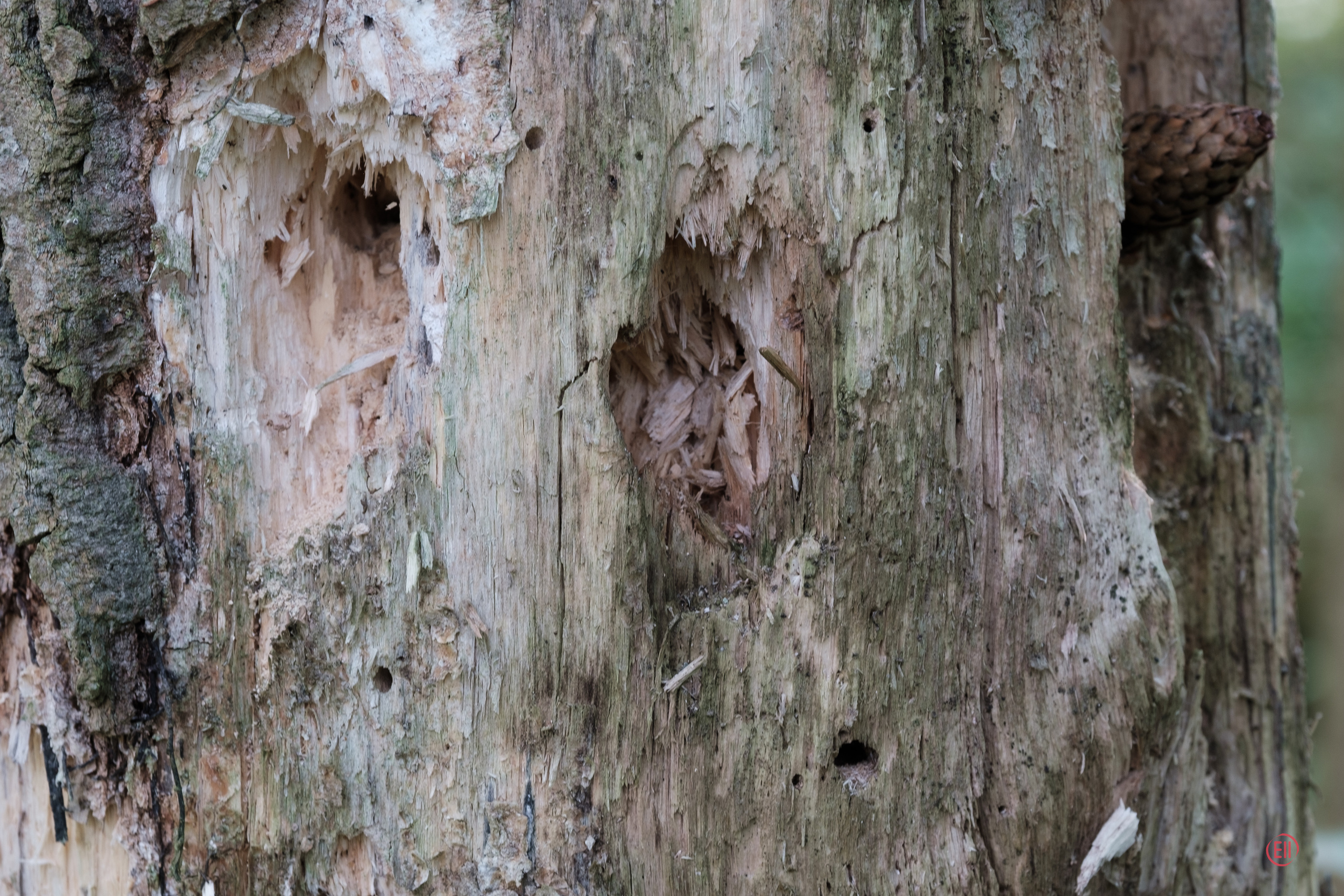 За грибами 13.09.2023. Фотограф в Москве