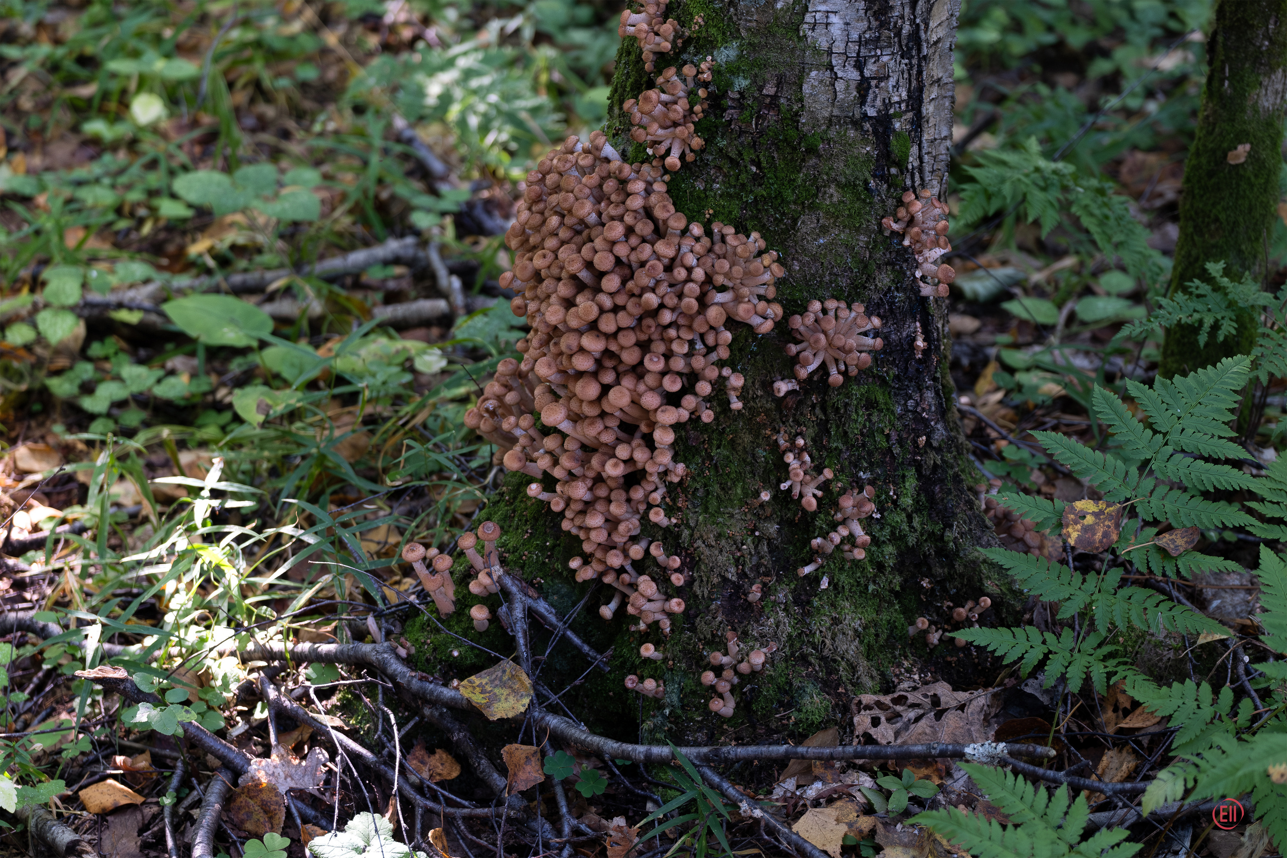 За грибами 13.09.2023. Фотограф в Москве