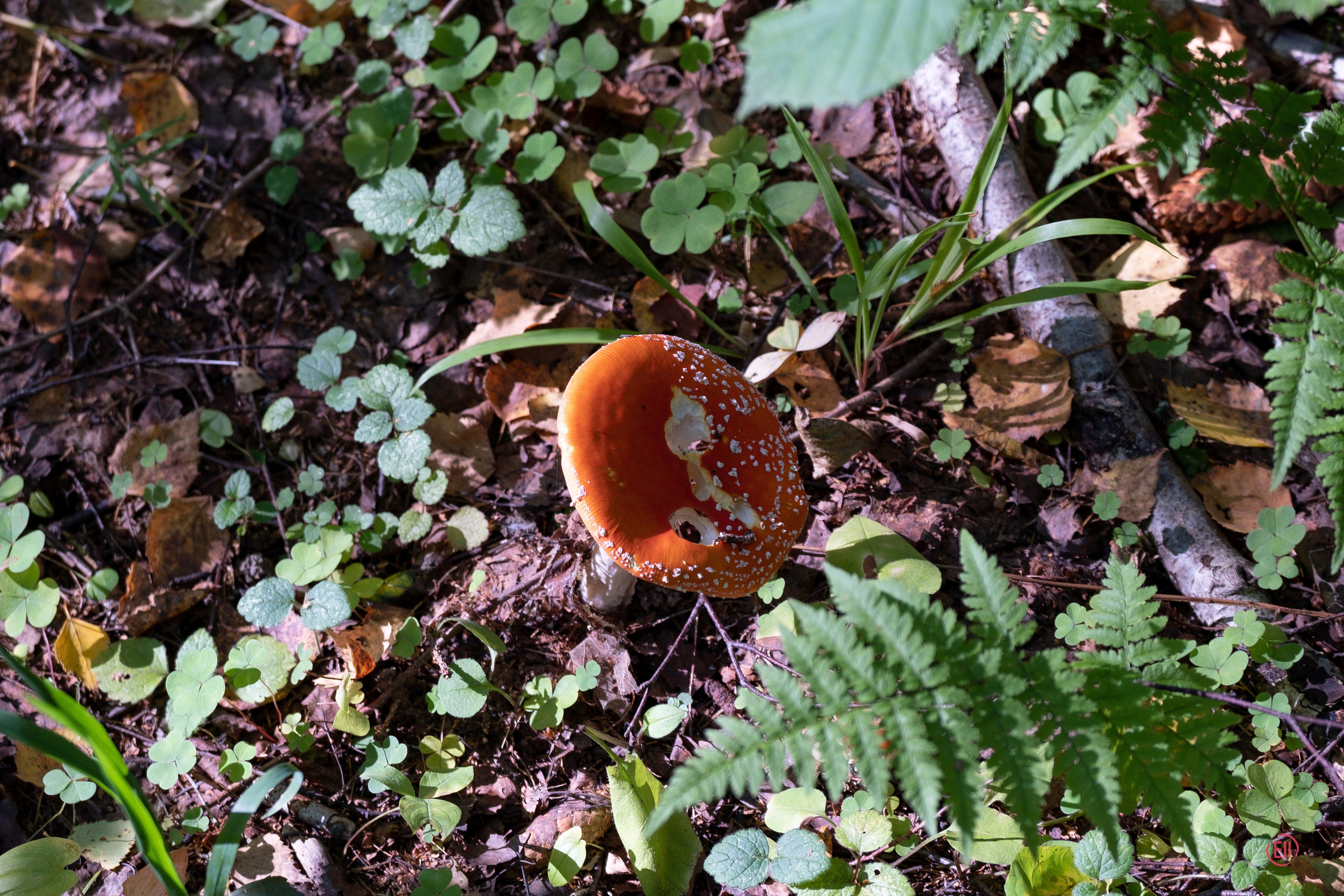 За грибами 13.09.2023. Фотограф в Москве