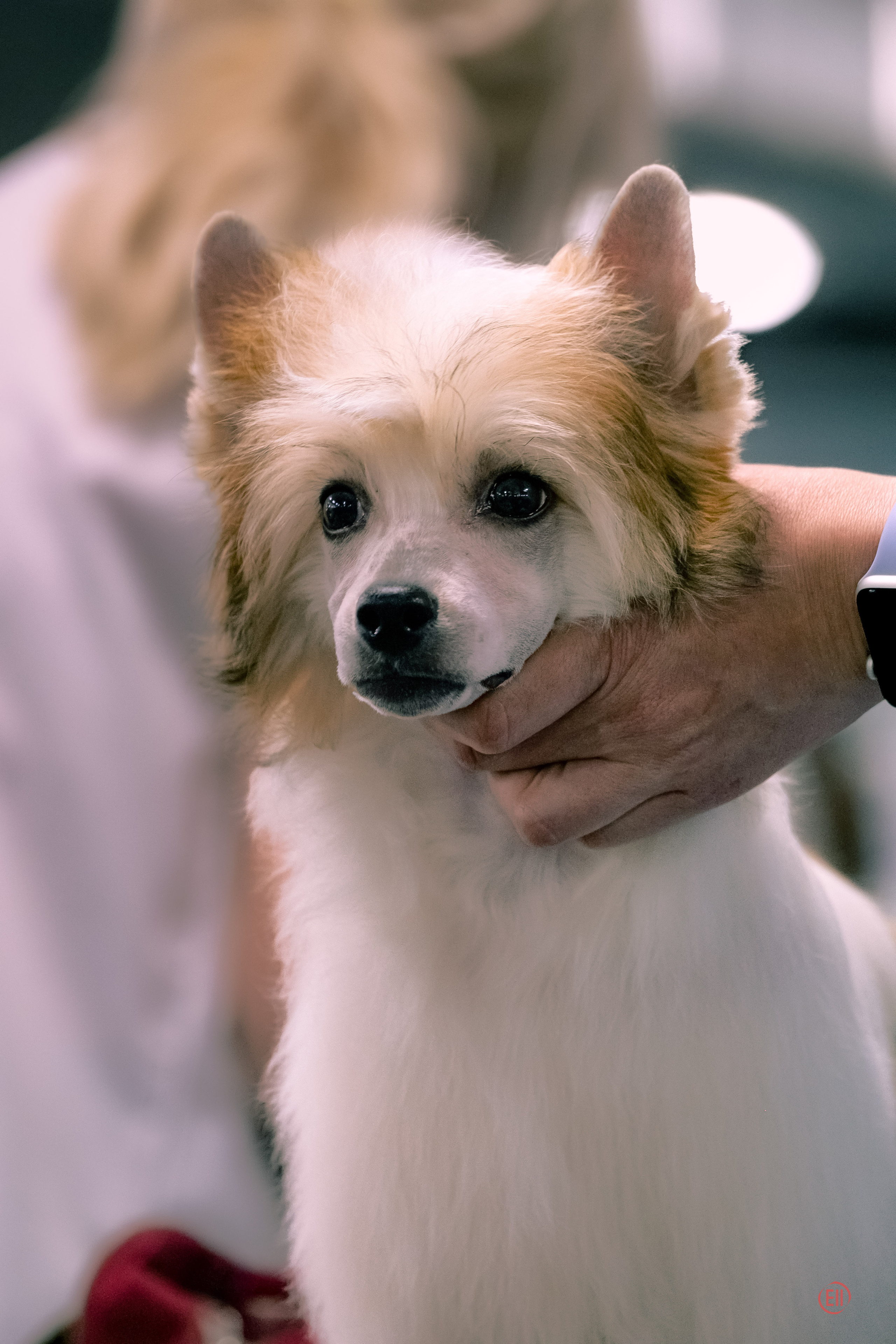 Национальная Выставка Породы 27.05.2023. Фотограф в Москве