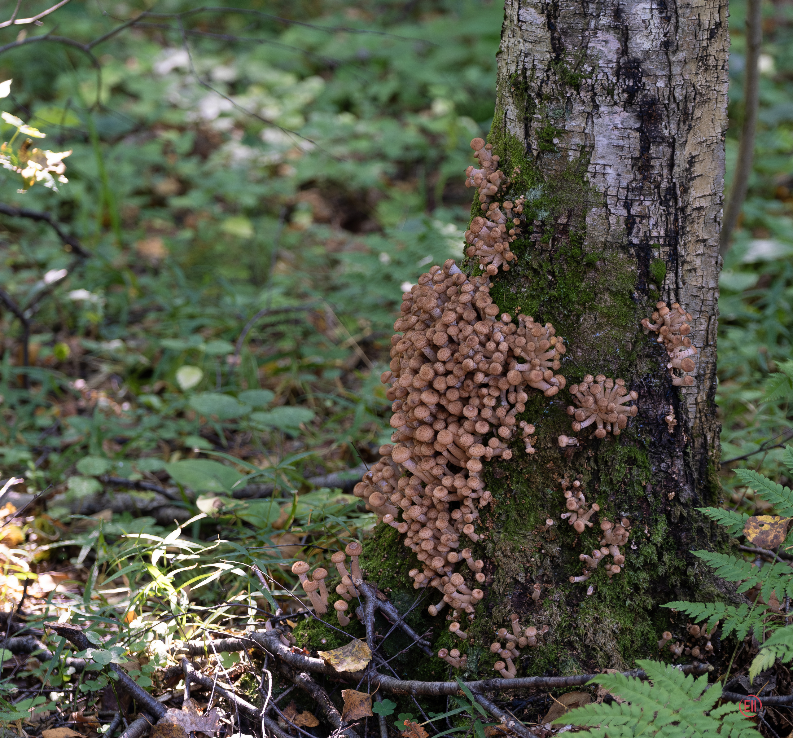 За грибами 13.09.2023. Фотограф в Москве