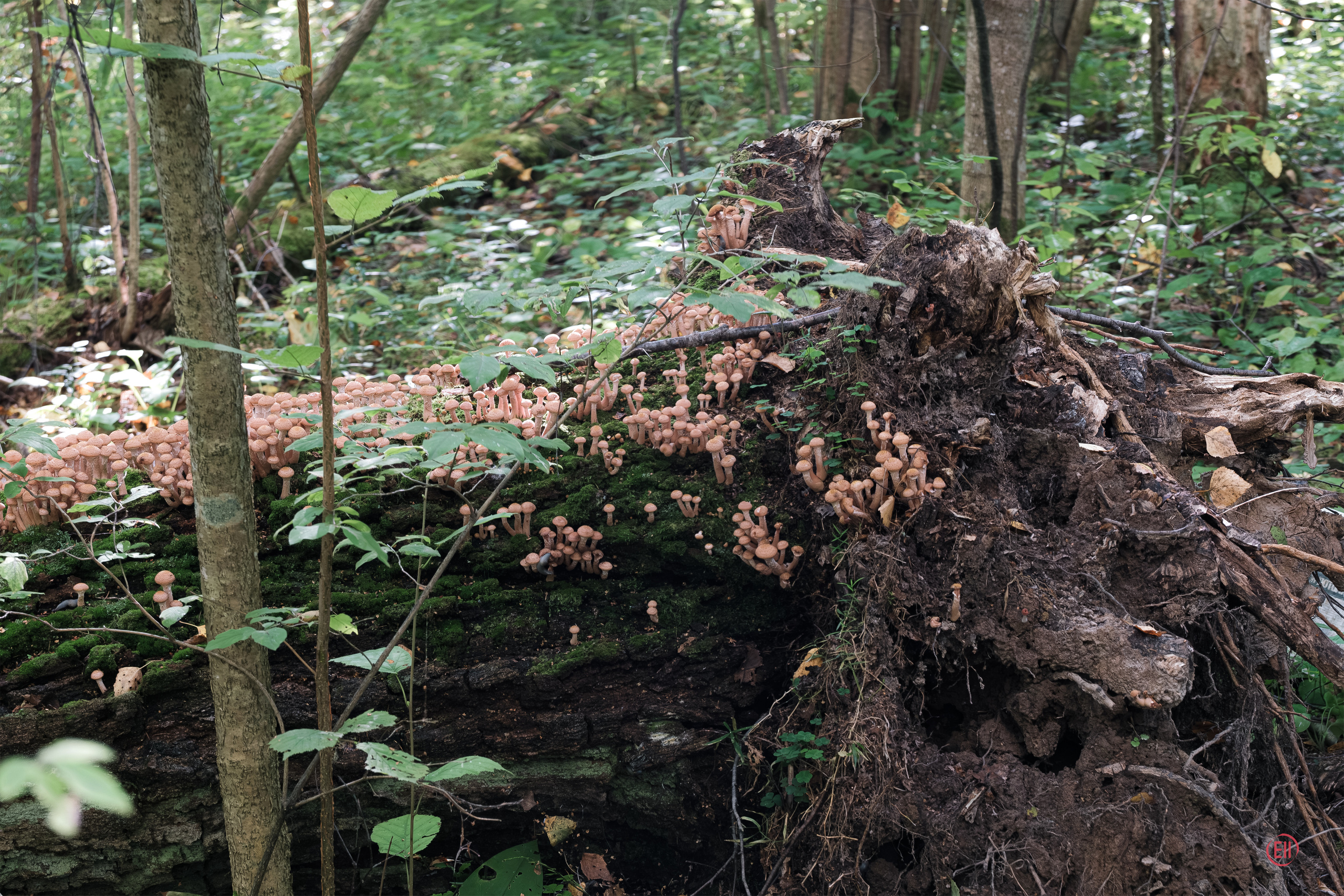 За грибами 13.09.2023. Фотограф в Москве