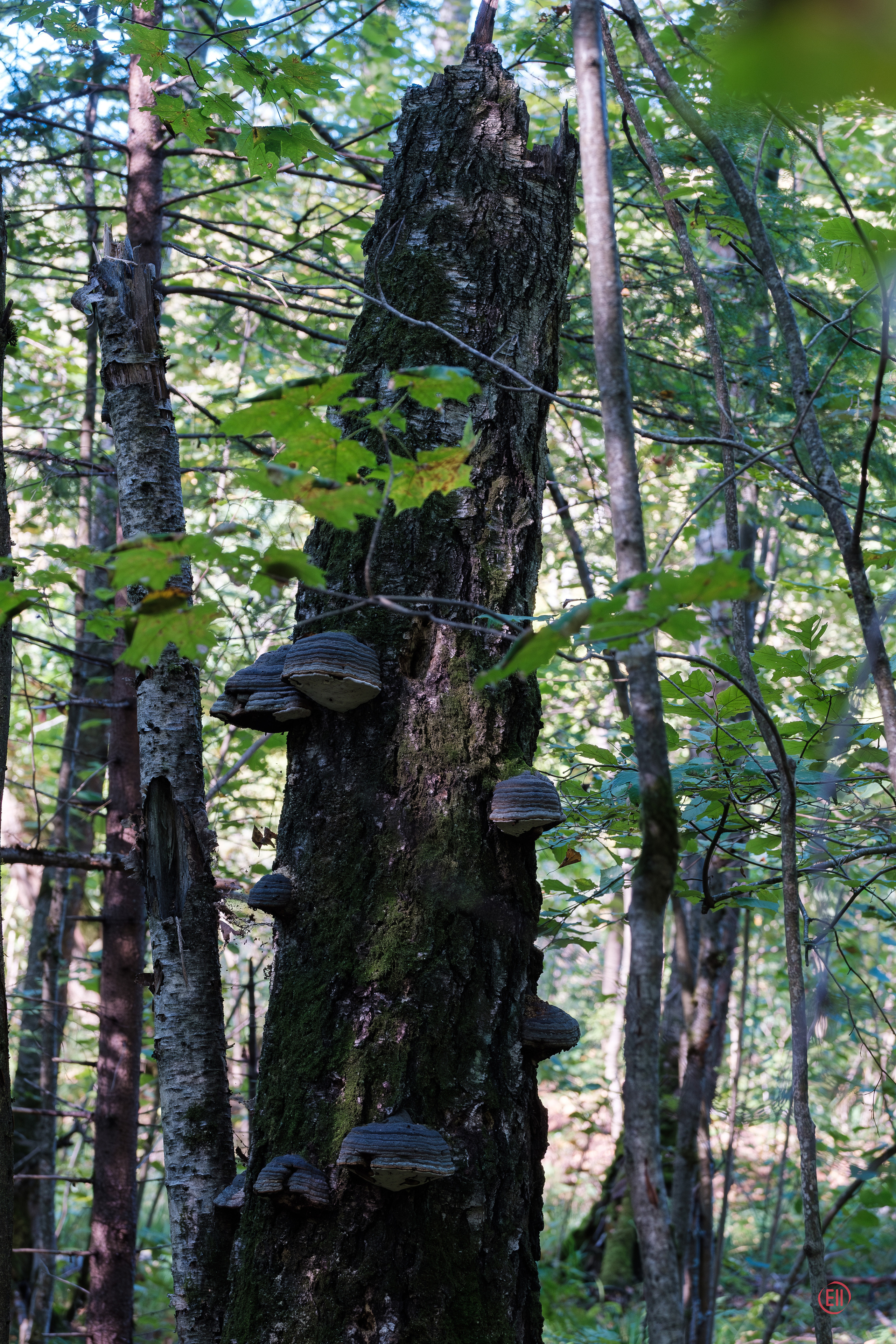 За грибами 13.09.2023. Фотограф в Москве