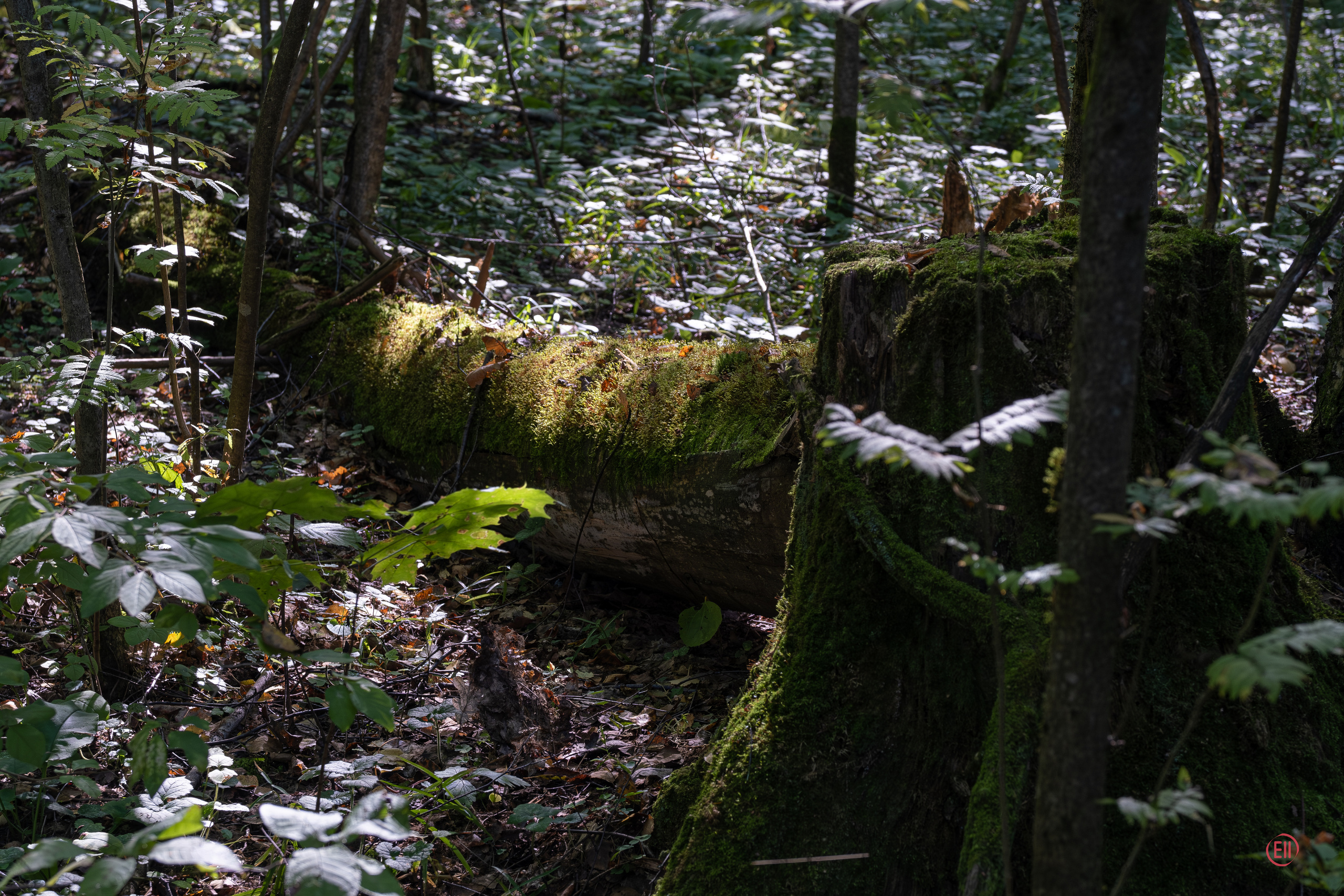 За грибами 13.09.2023. Фотограф в Москве