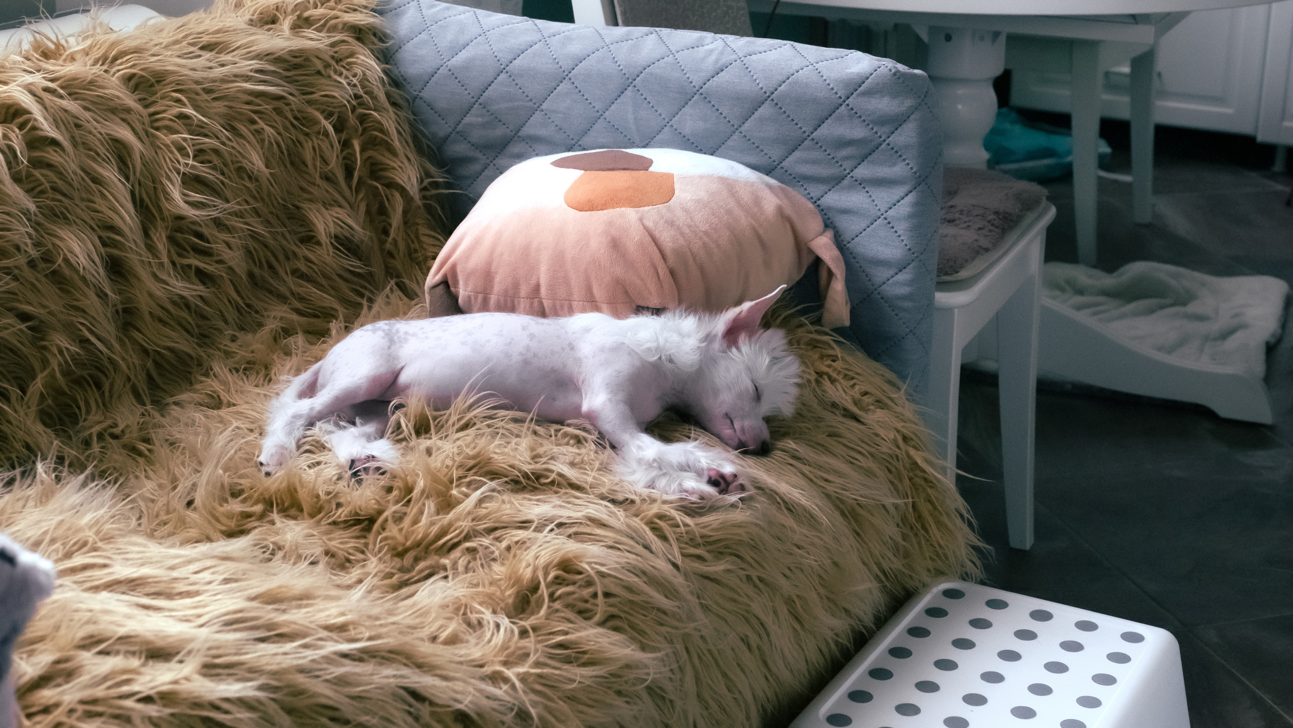 Шоу Галактика 17.01.2021. Фотограф в Москве