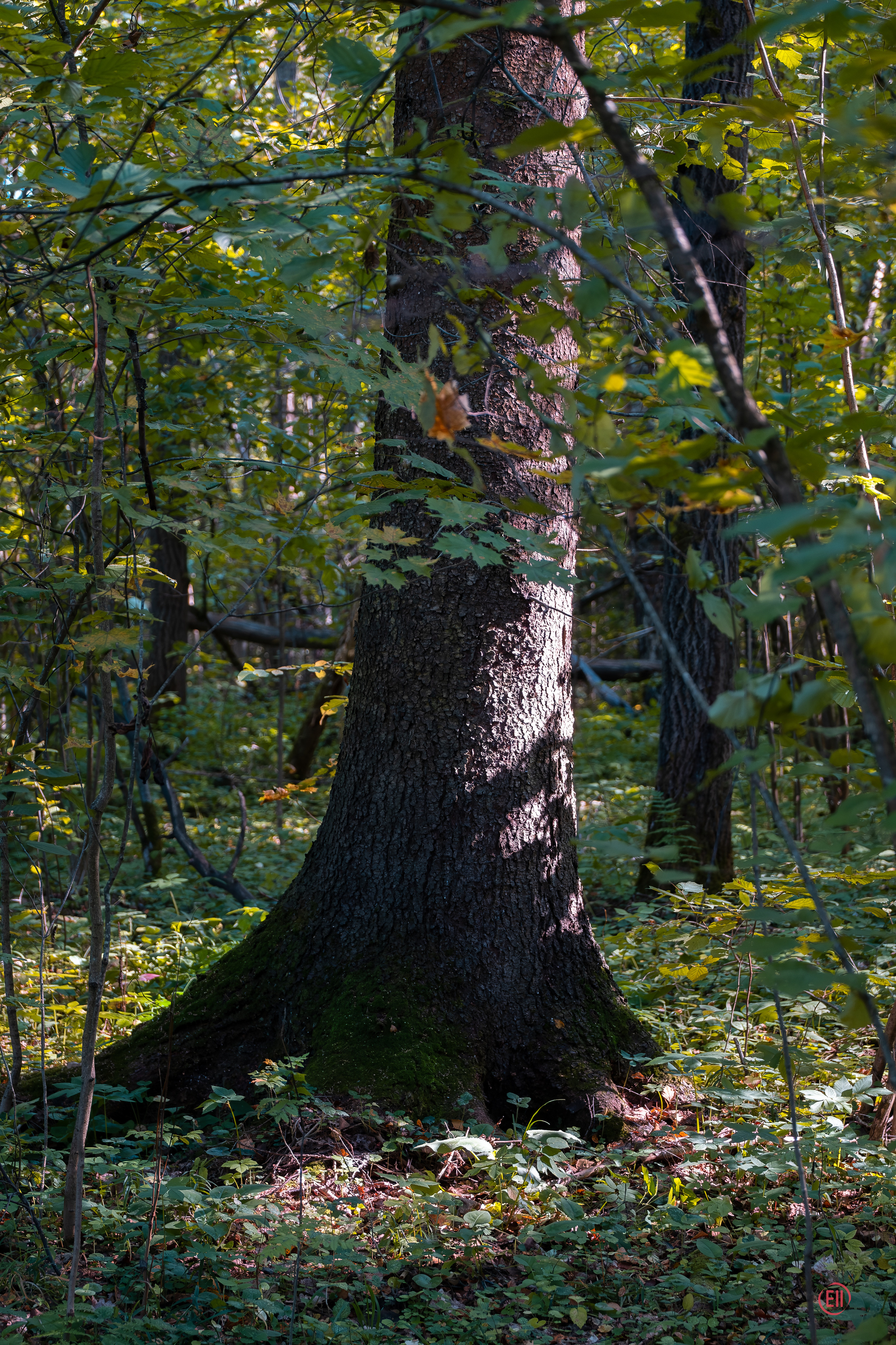 За грибами 13.09.2023. Фотограф в Москве