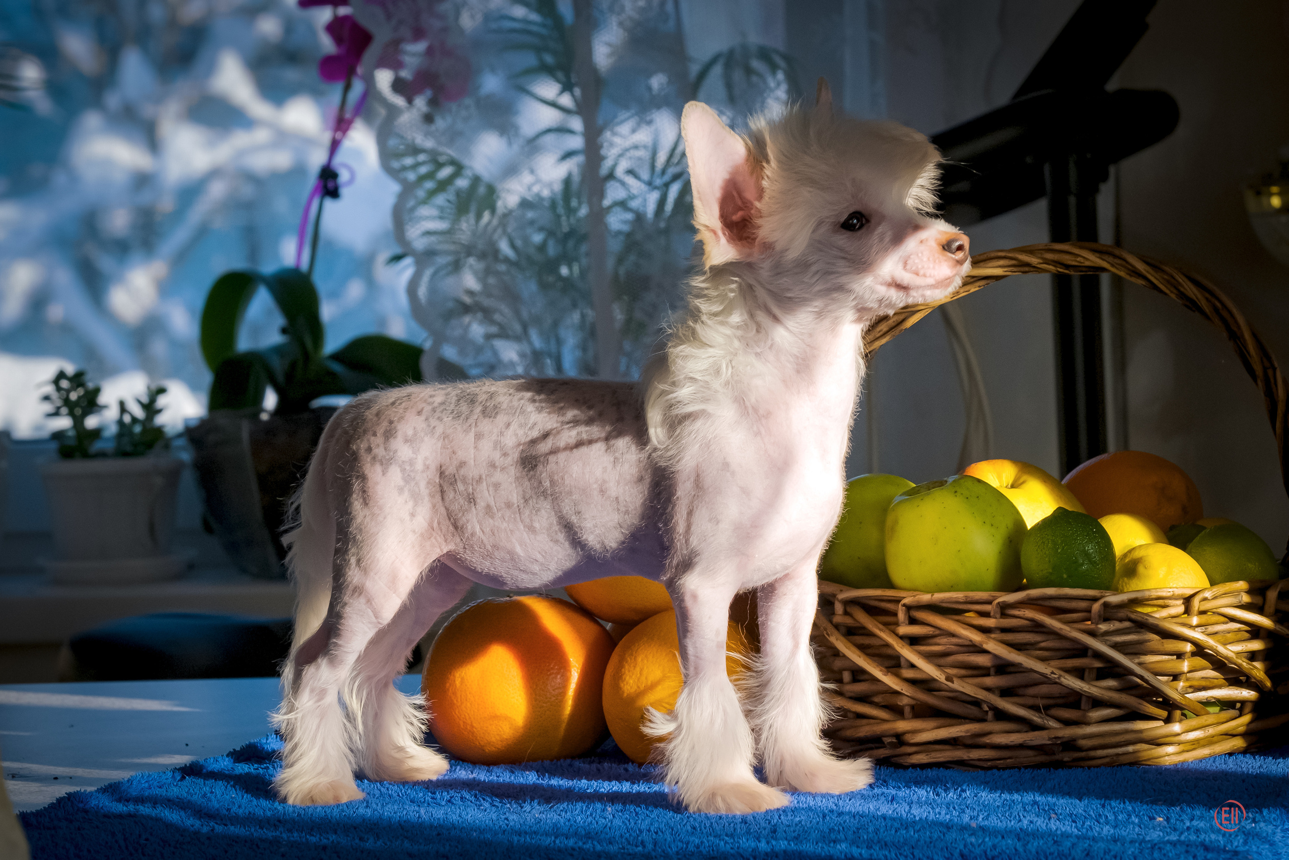 Шоу Галактика 17.01.2021. Фотограф в Москве