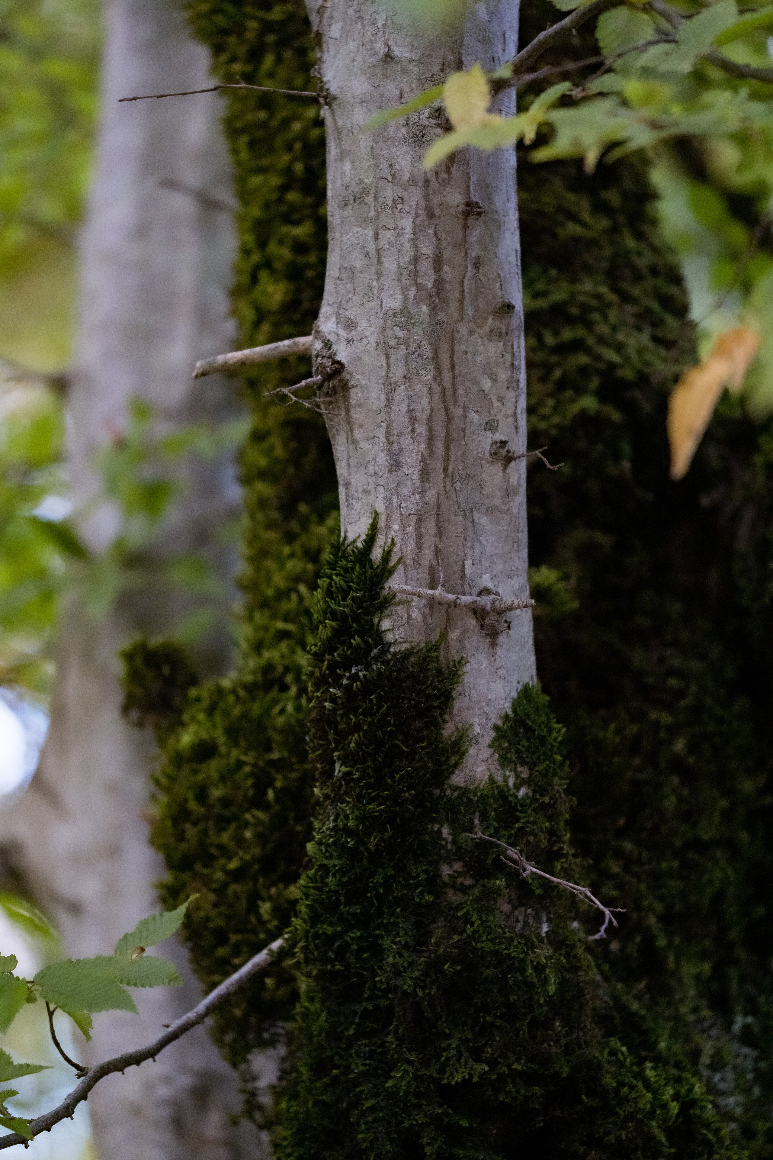 Сочи. Орлиные скалы. 30.10.2022. Фотограф в Москве