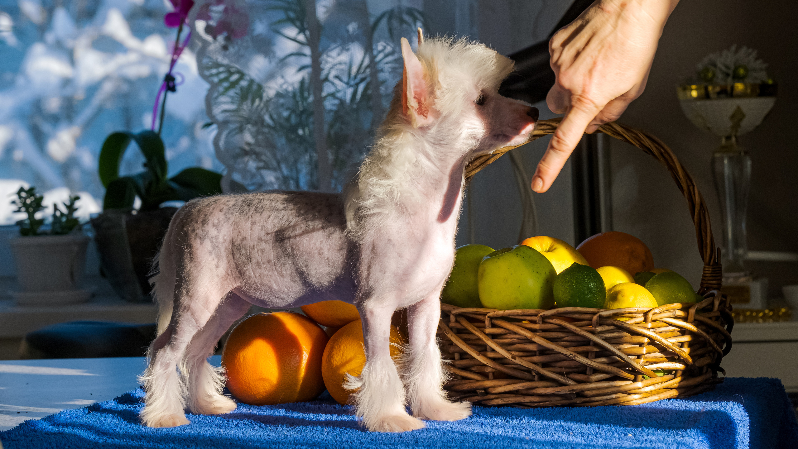 Шоу Галактика 17.01.2021. Фотограф в Москве