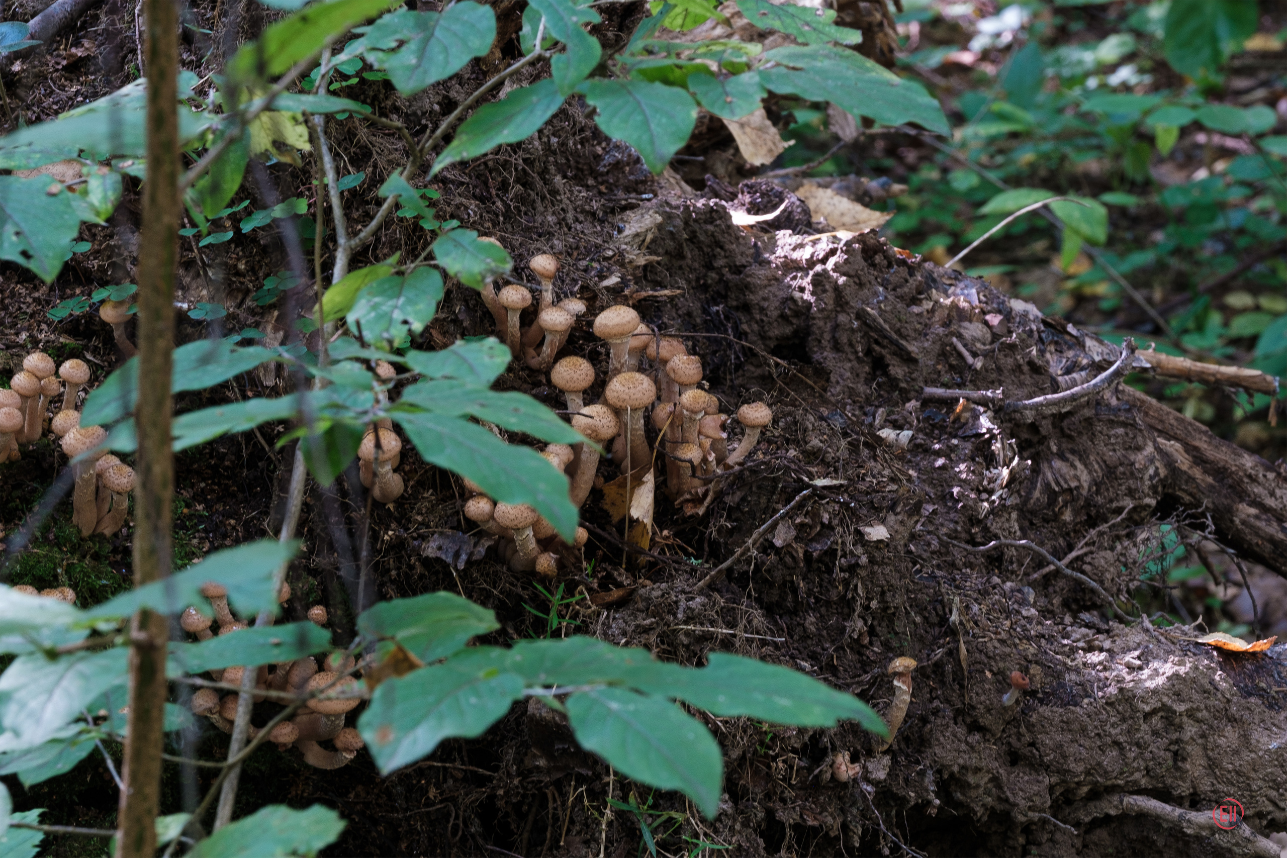 За грибами 13.09.2023. Фотограф в Москве