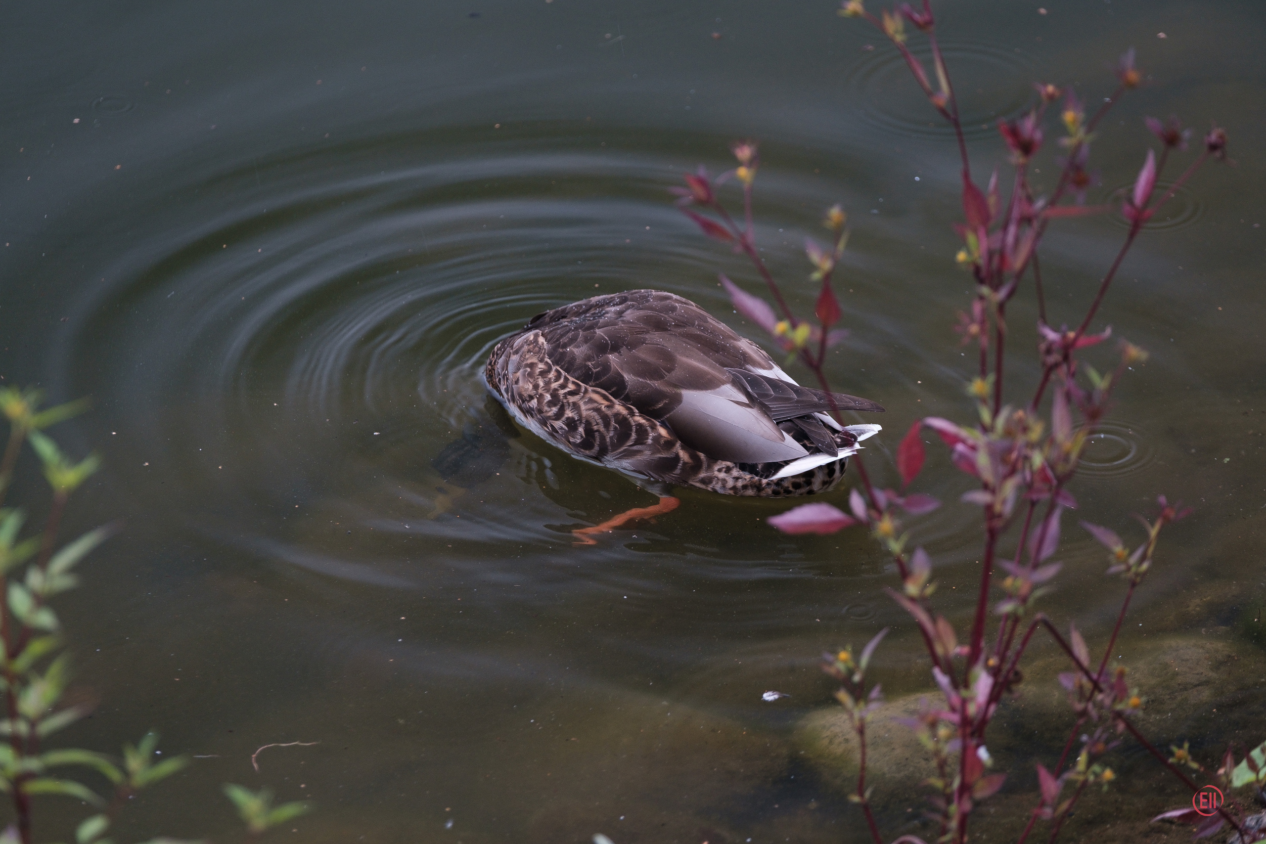Парк Тропарёво 26.08.2023. Фотограф в Москве