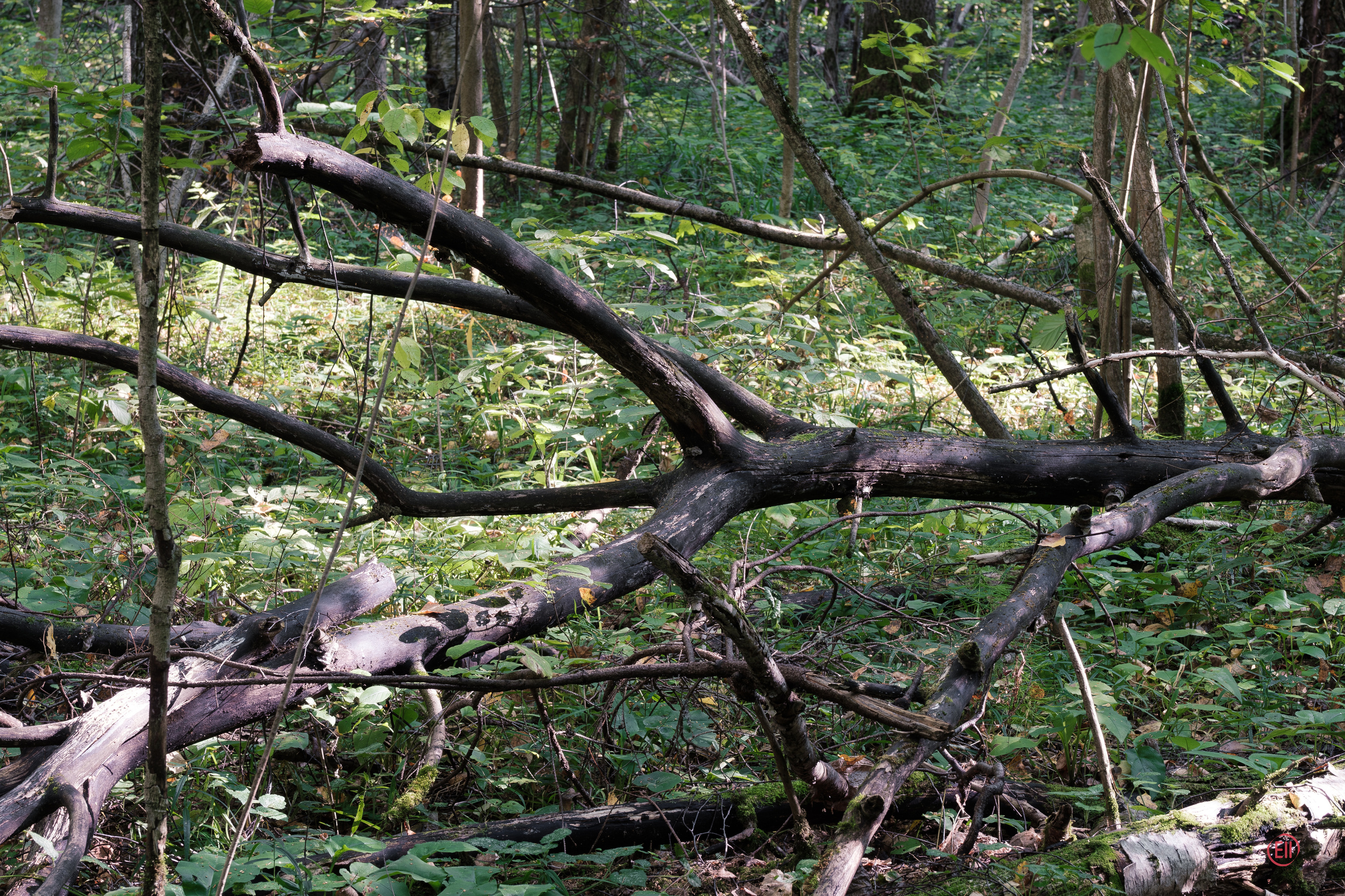 За грибами 13.09.2023. Фотограф в Москве