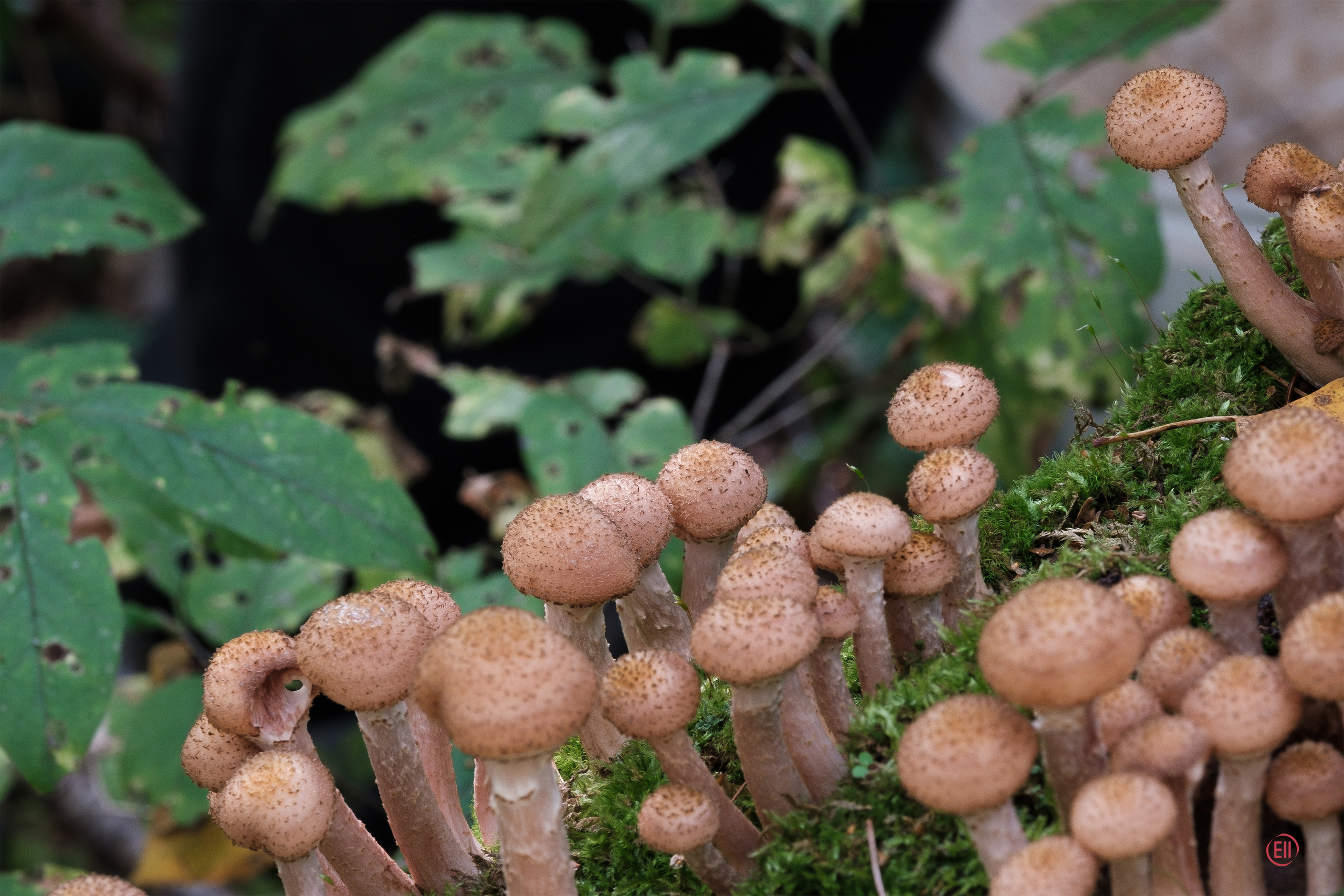 За грибами 13.09.2023. Фотограф в Москве