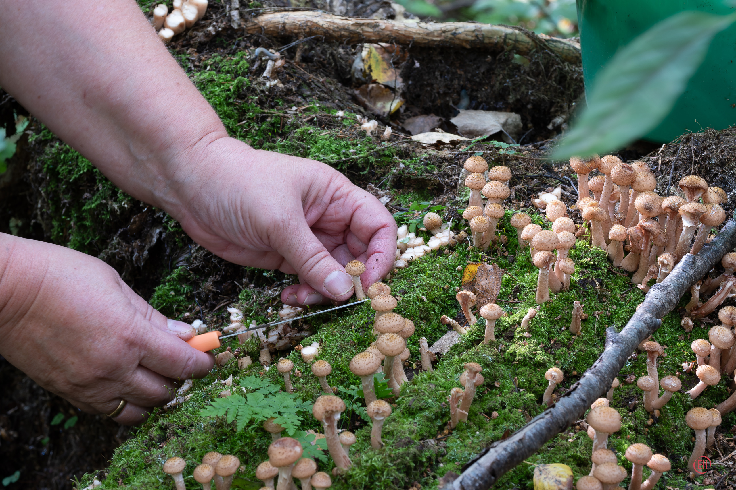 За грибами 13.09.2023. Фотограф в Москве