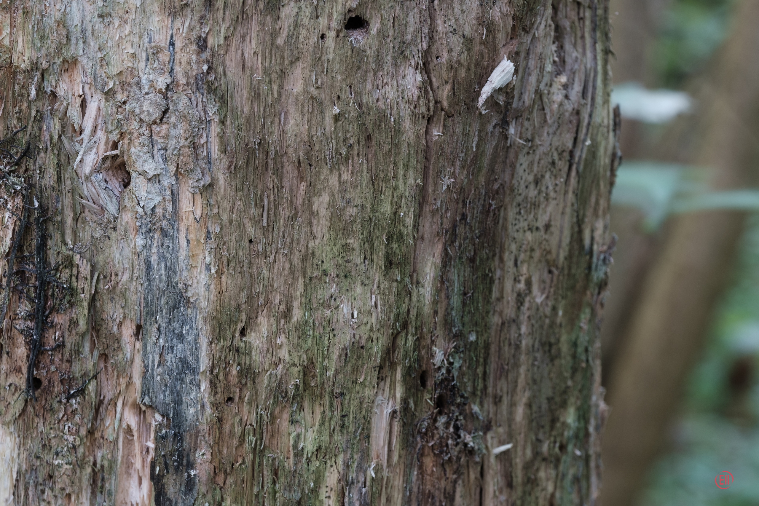 За грибами 13.09.2023. Фотограф в Москве