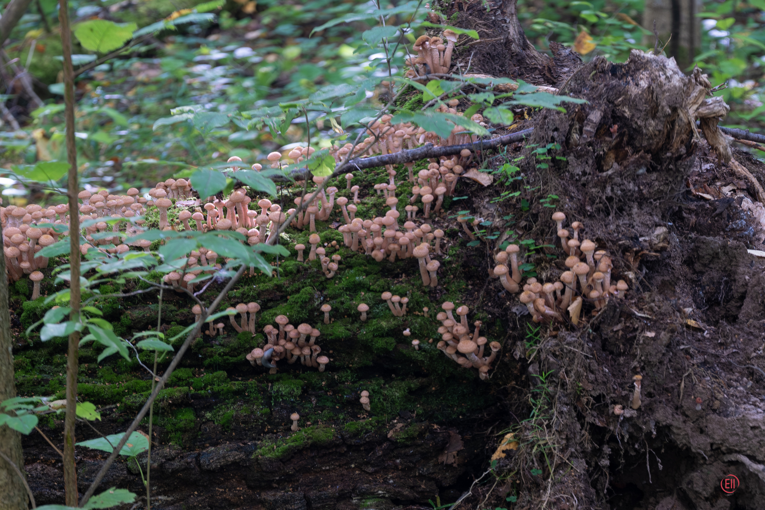 За грибами 13.09.2023. Фотограф в Москве
