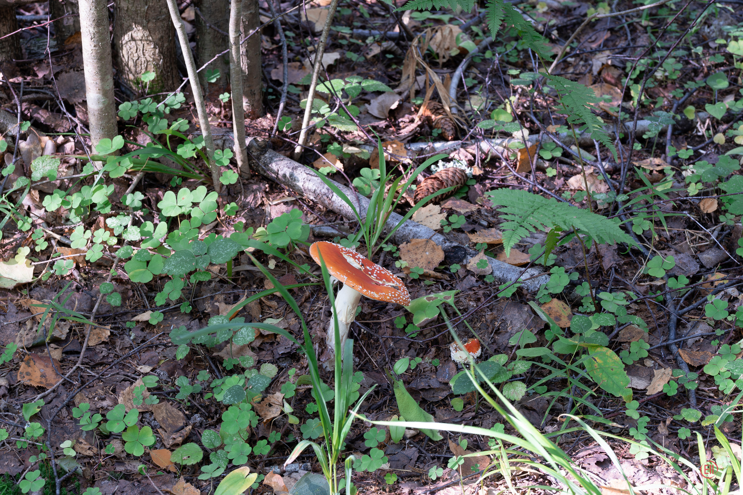 За грибами 13.09.2023. Фотограф в Москве