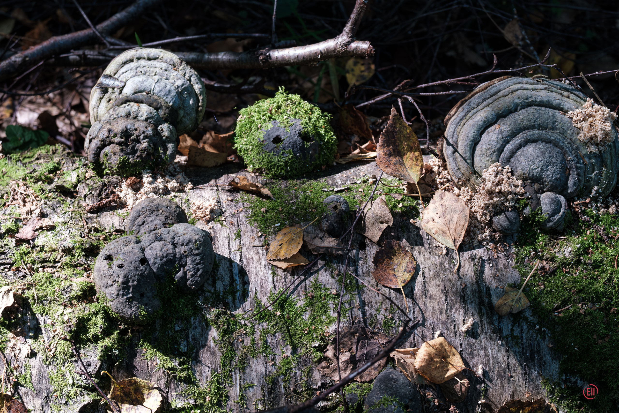 За грибами 13.09.2023. Фотограф в Москве