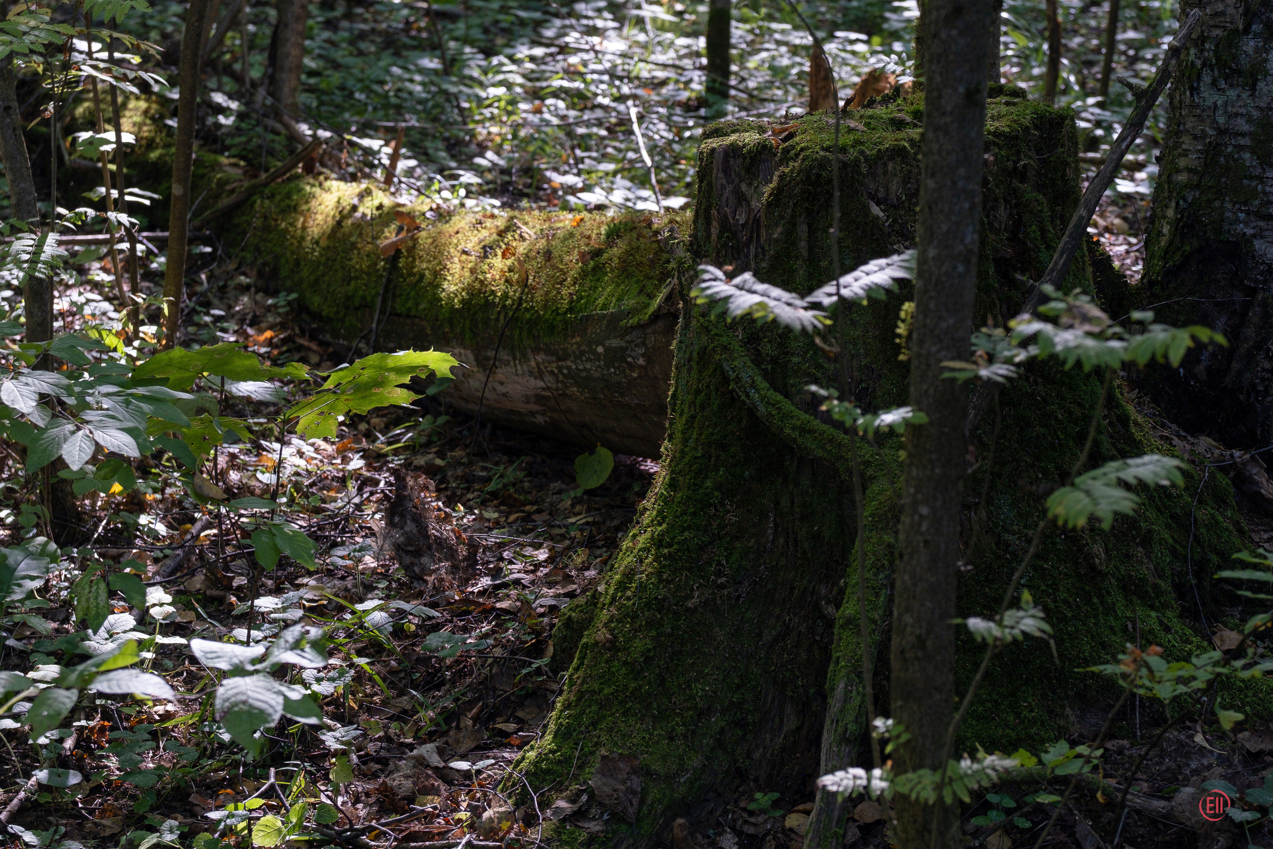 За грибами 13.09.2023. Фотограф в Москве