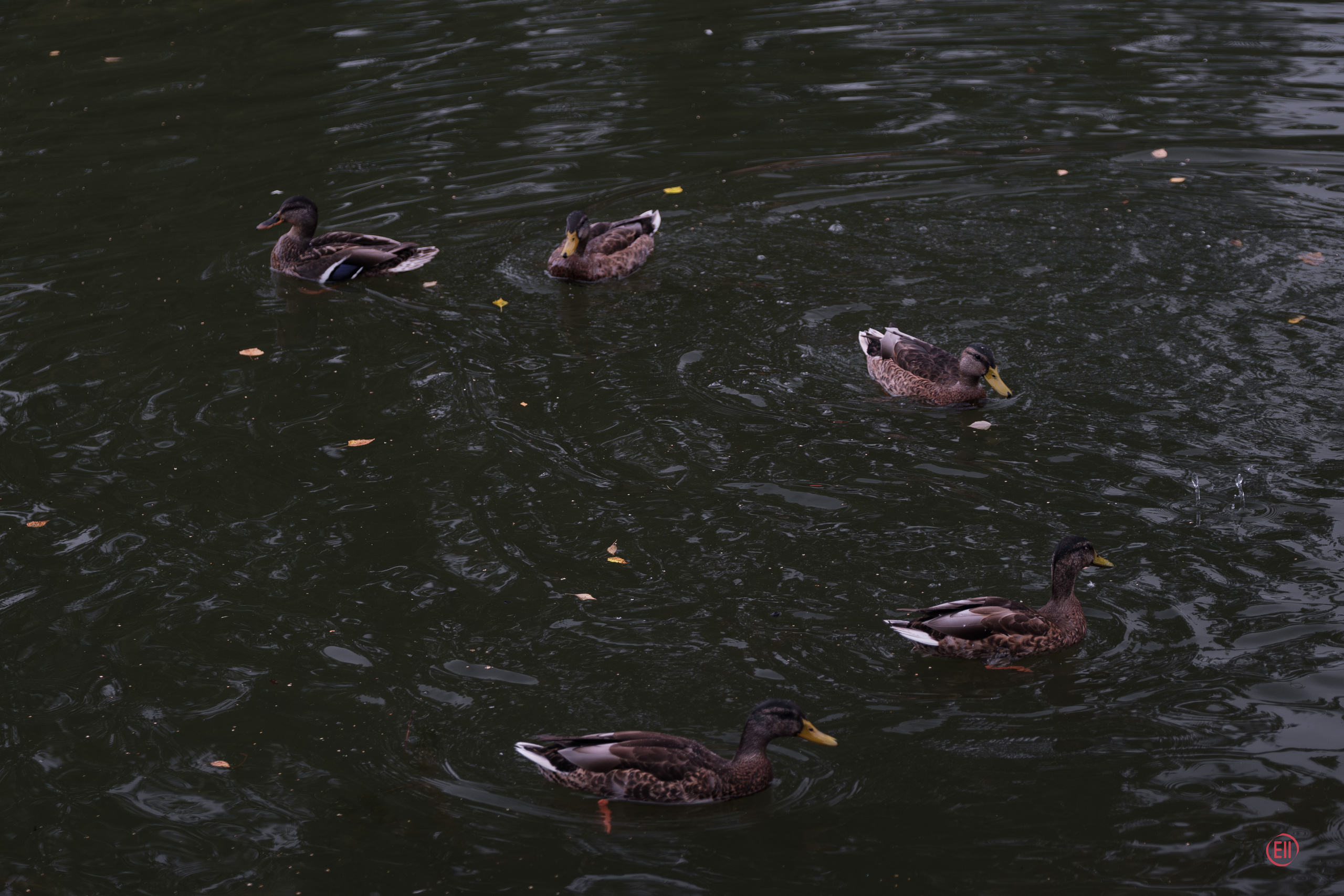 Парк Тропарёво 26.08.2023. Фотограф в Москве