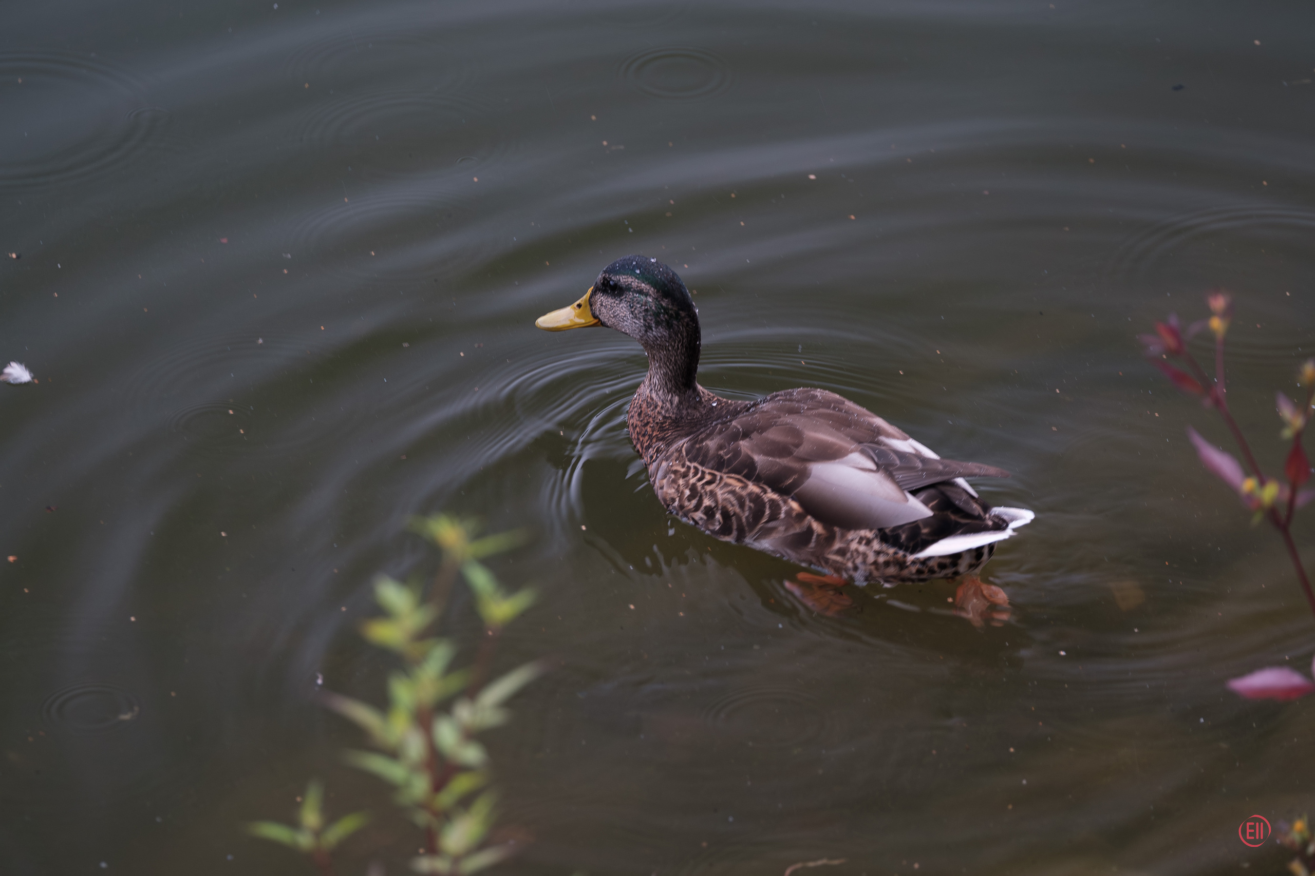 Парк Тропарёво 26.08.2023. Фотограф в Москве