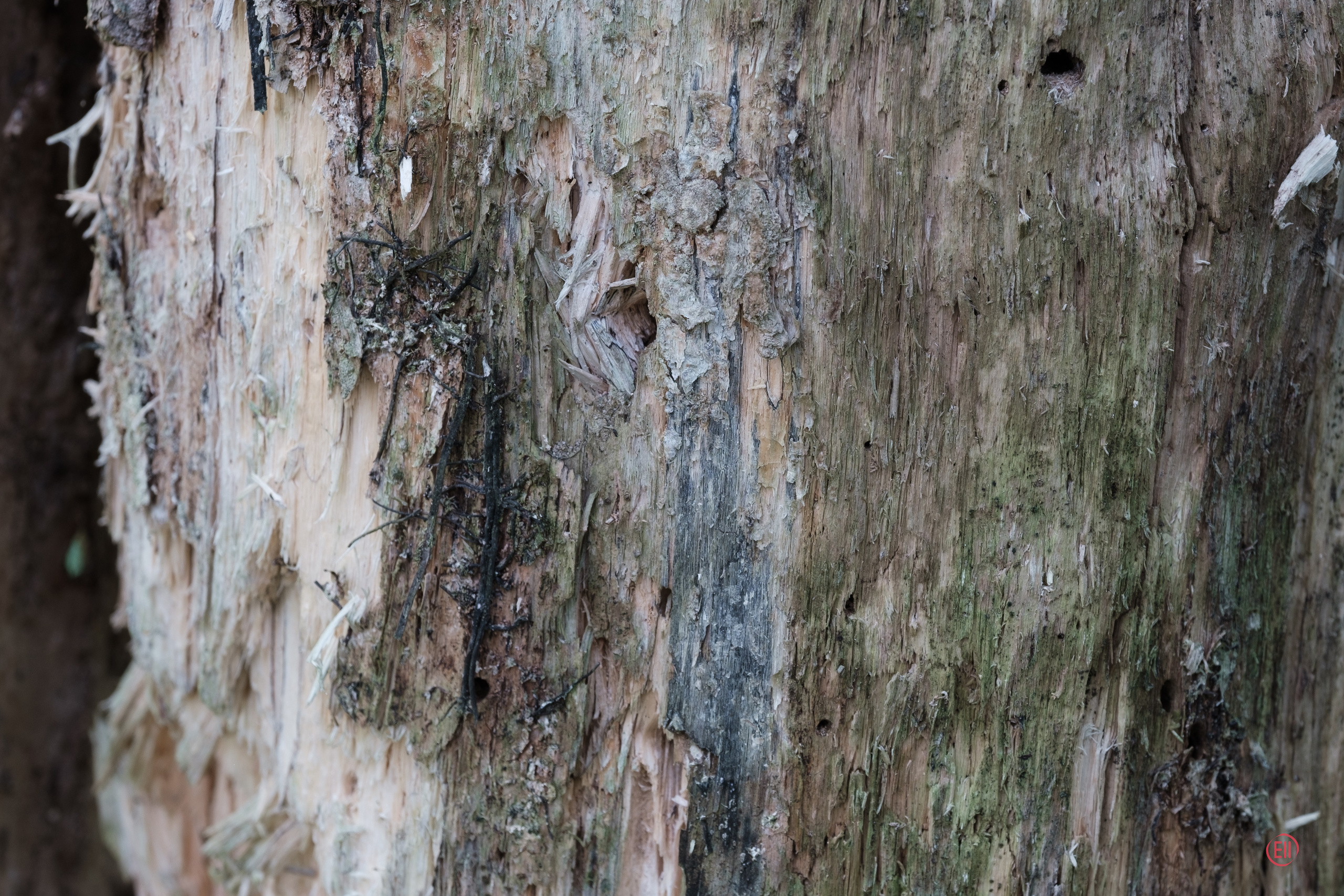 За грибами 13.09.2023. Фотограф в Москве