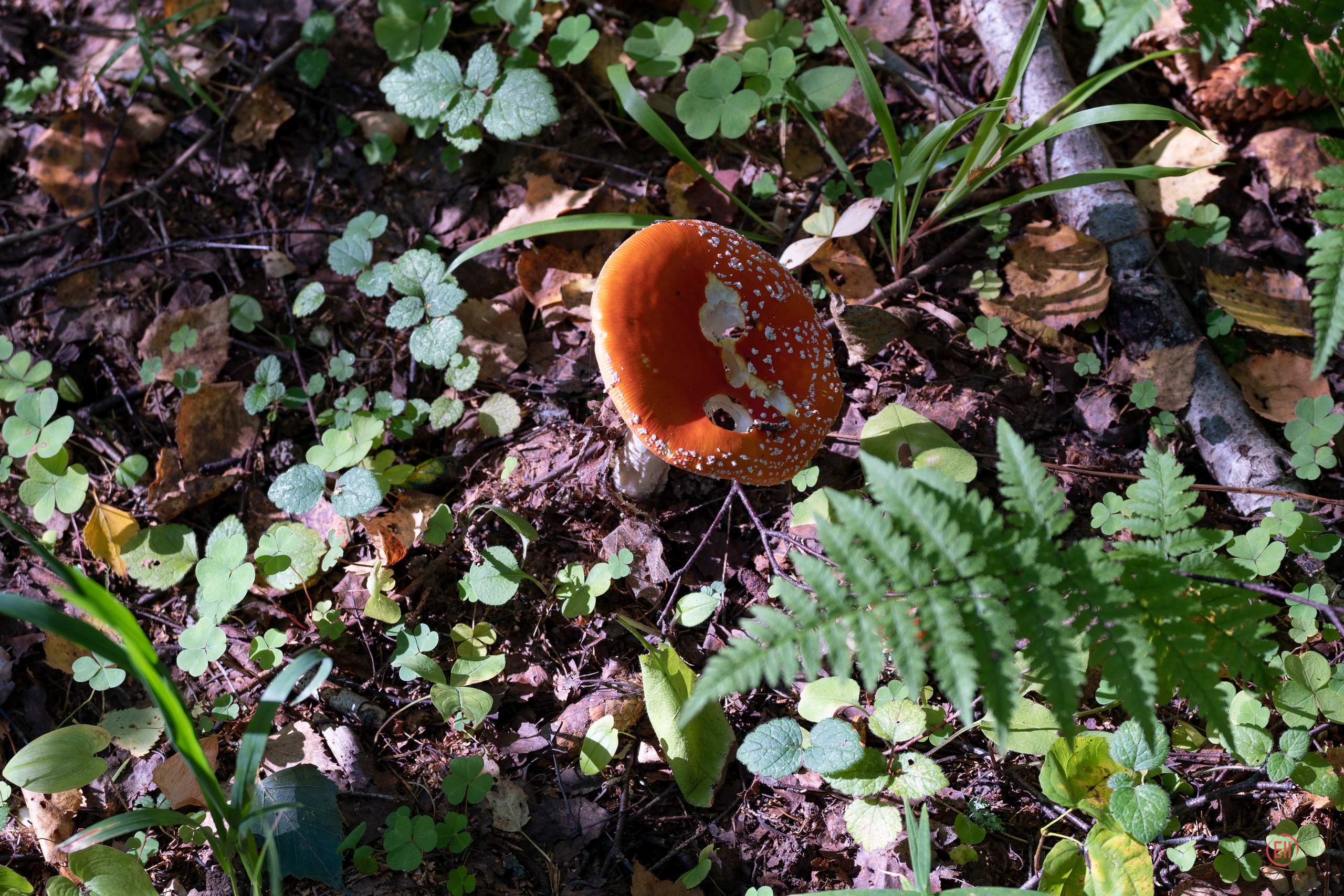 За грибами 13.09.2023. Фотограф в Москве