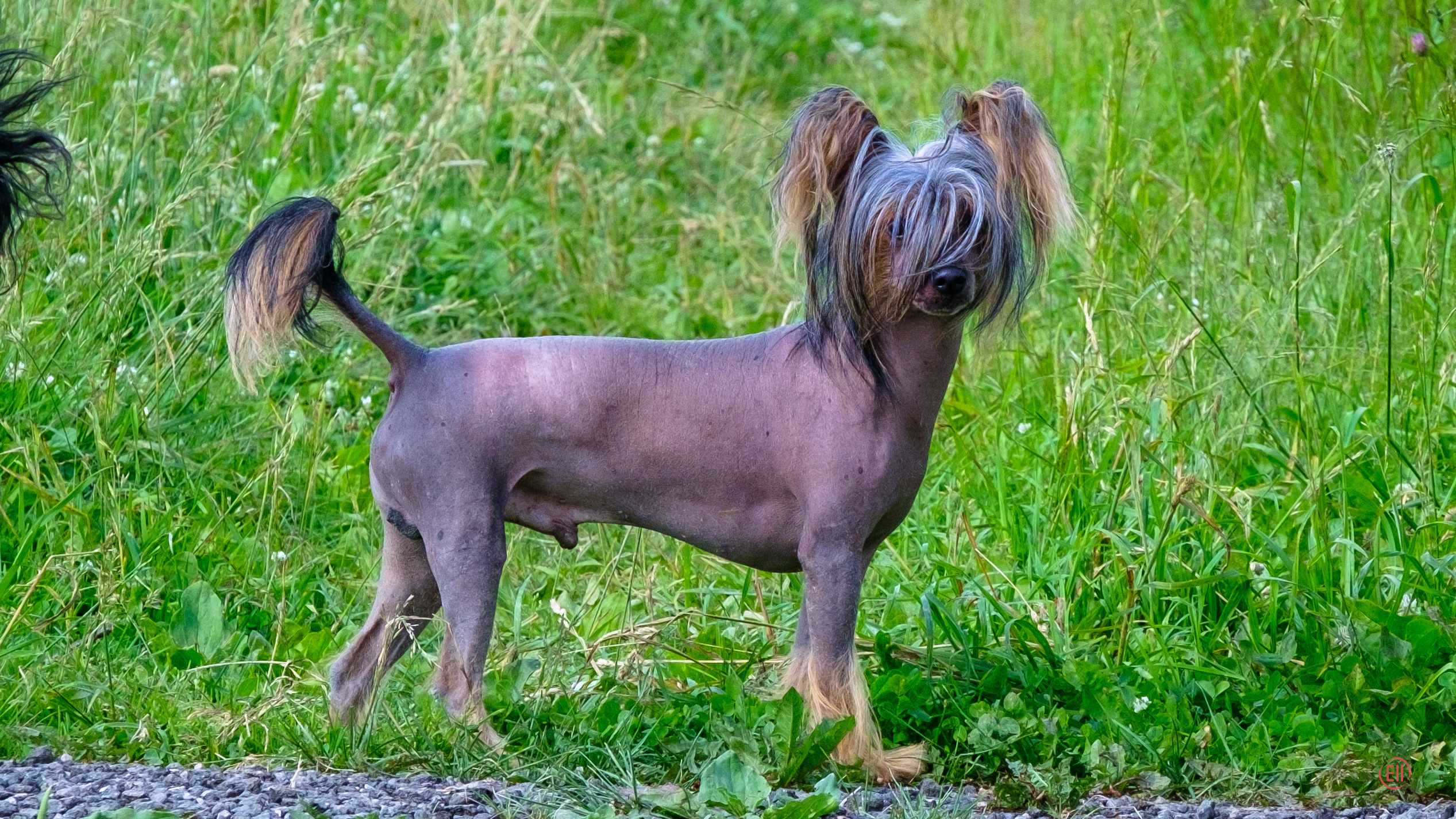 Poale Ell 24.06.2020. Фотограф в Москве